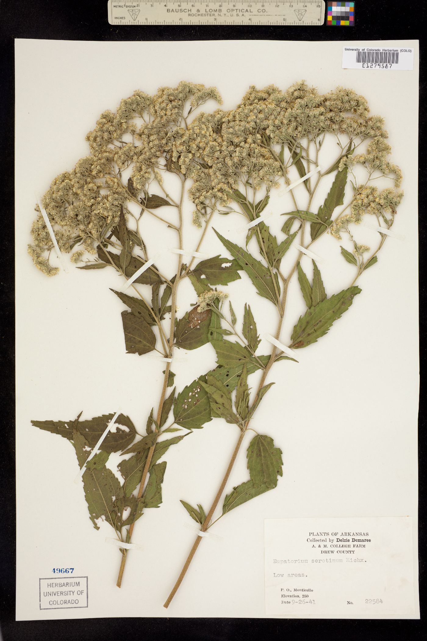 Eupatorium serotinum image