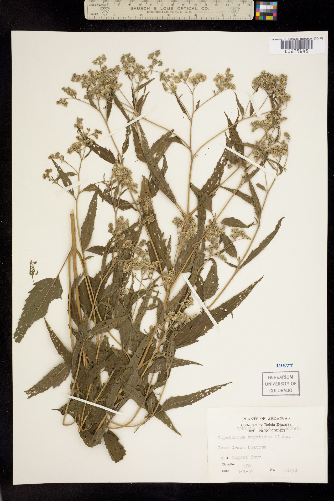 Eupatorium serotinum image