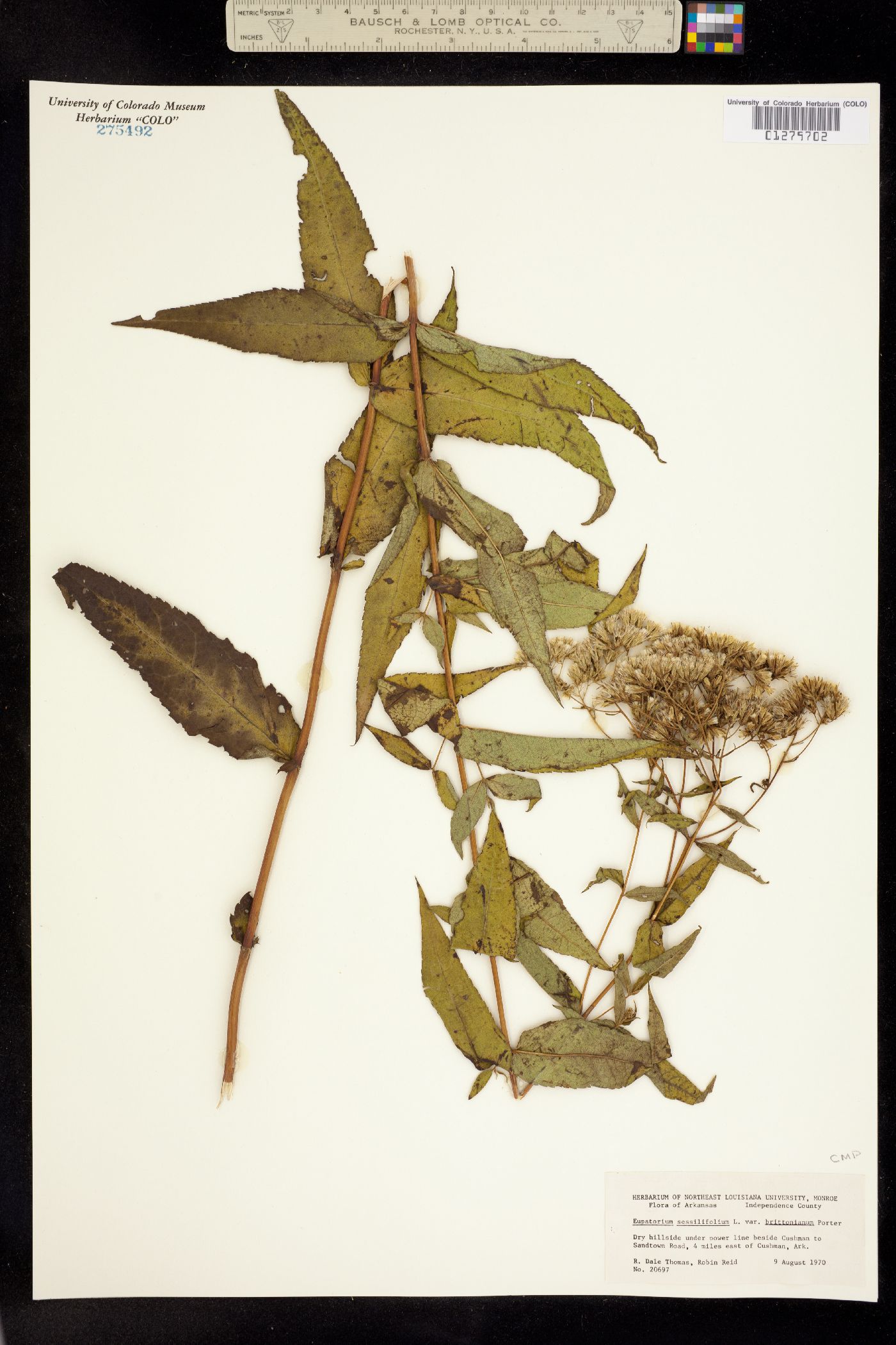 Eupatorium sessilifolium image