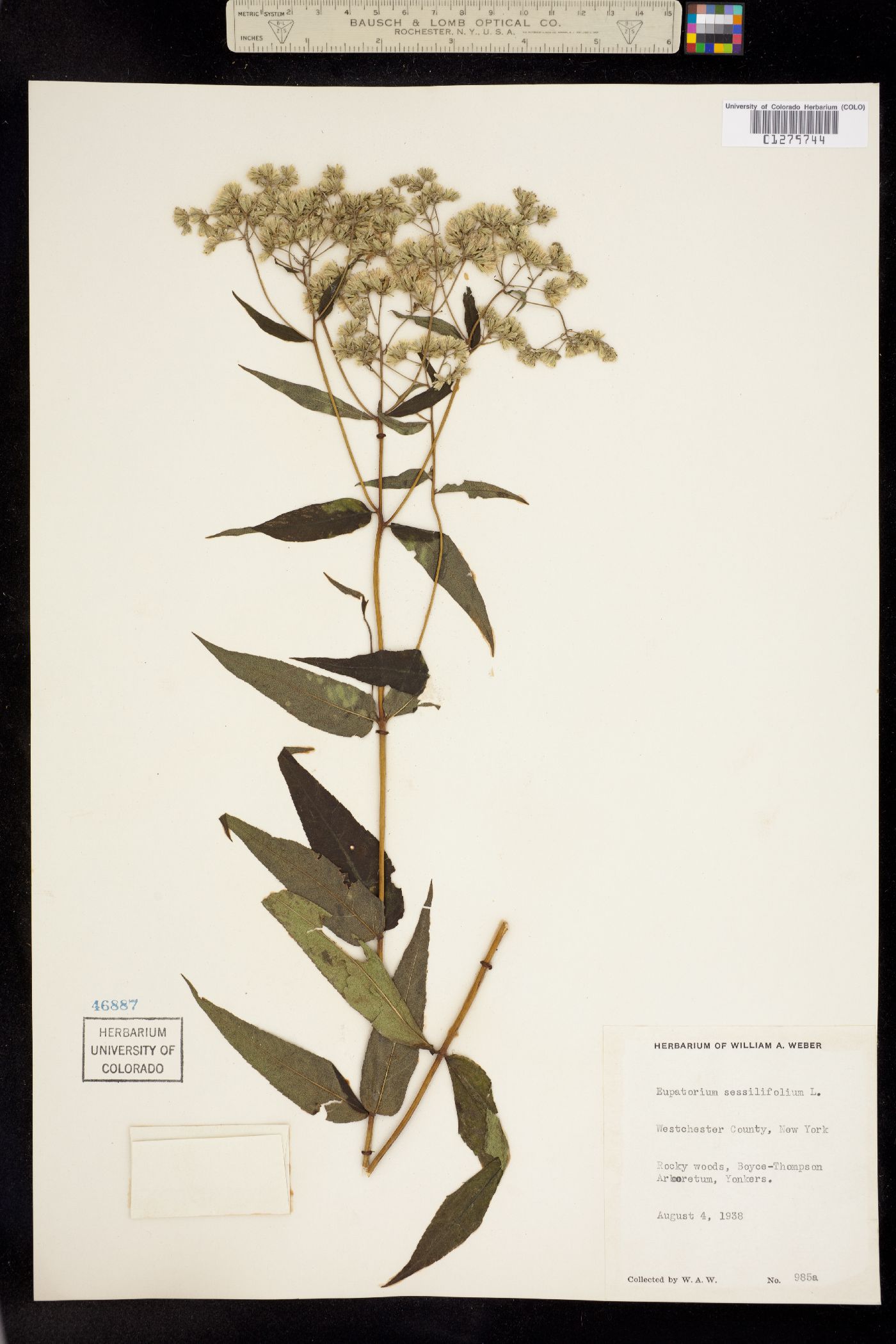 Eupatorium sessilifolium image