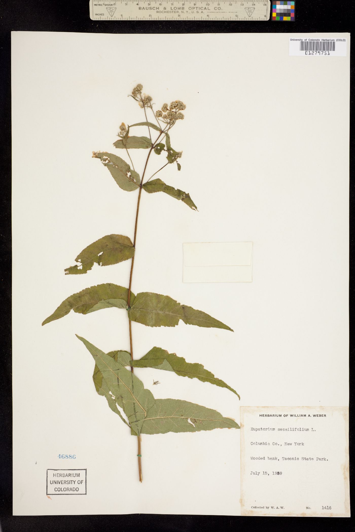 Eupatorium sessilifolium image