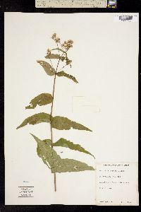 Image of Eupatorium sessilifolium