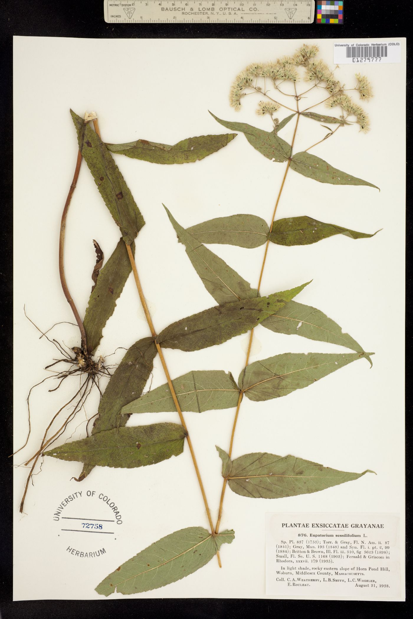 Eupatorium sessilifolium image