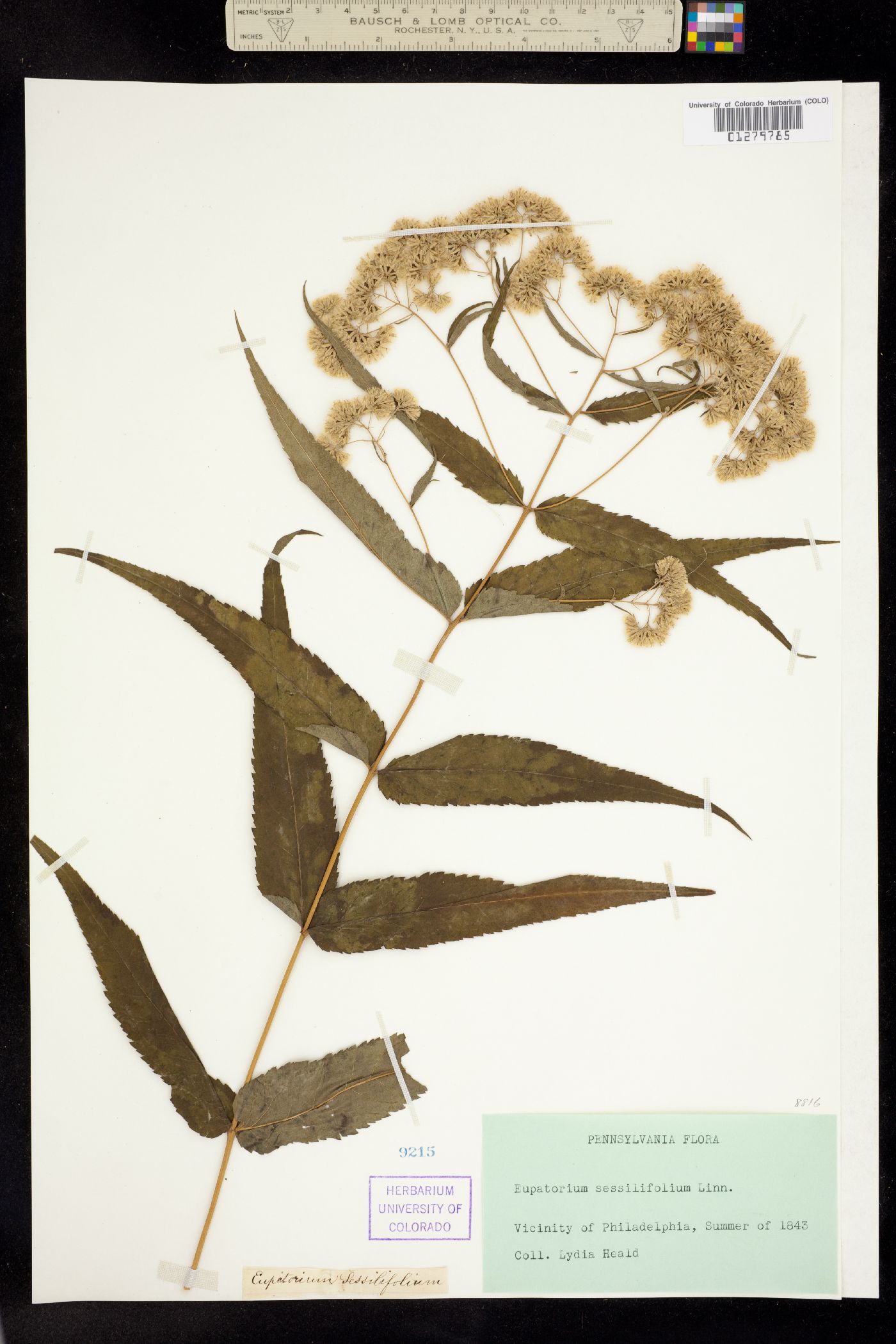 Eupatorium sessilifolium image
