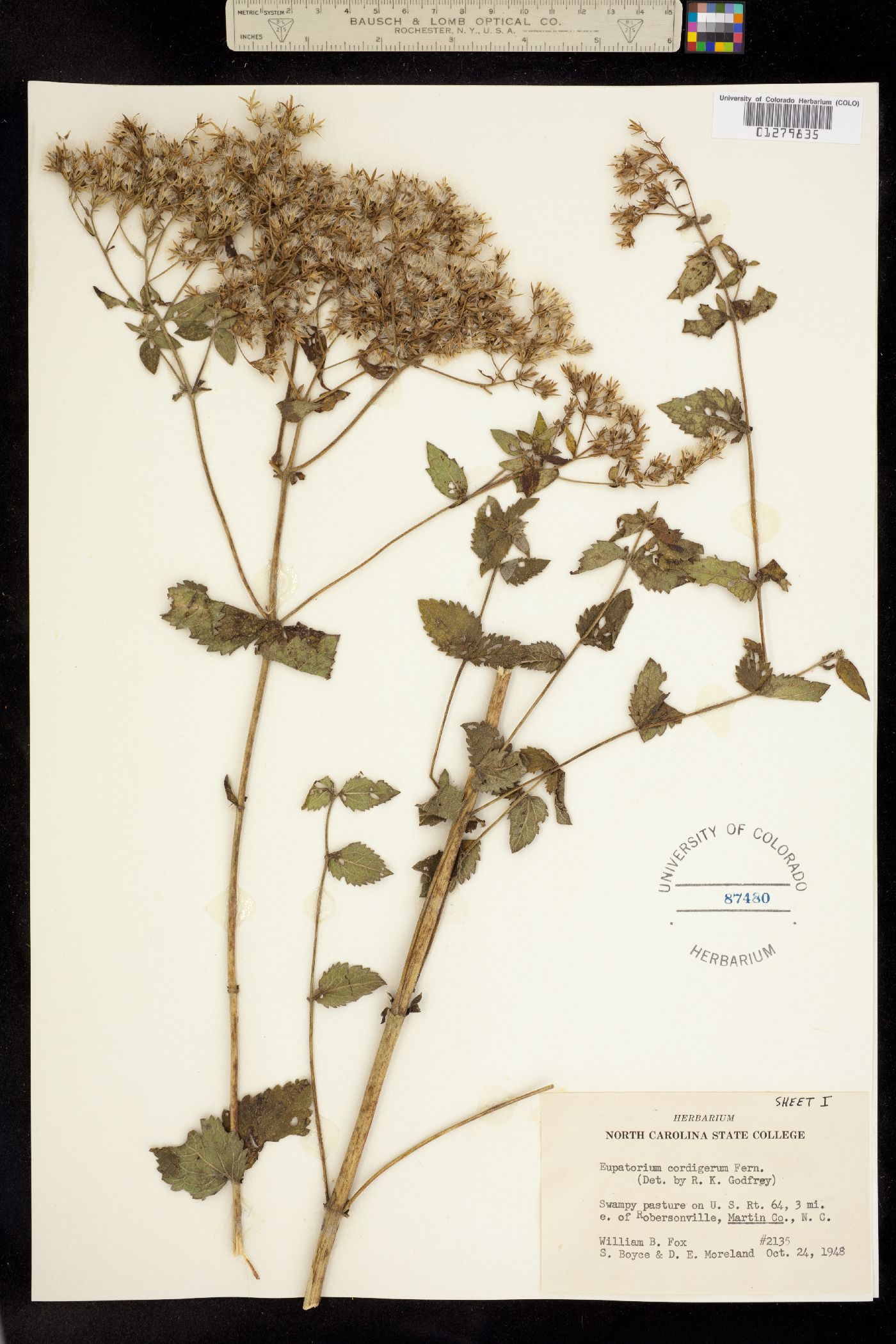 Eupatorium X cordigerum image