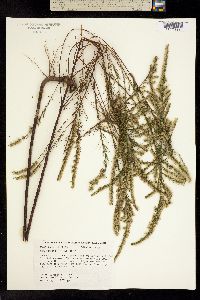 Image of Eupatorium leptophyllum