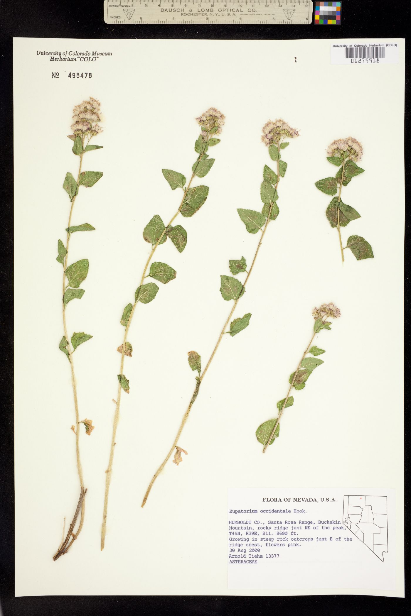Ageratina occidentalis image