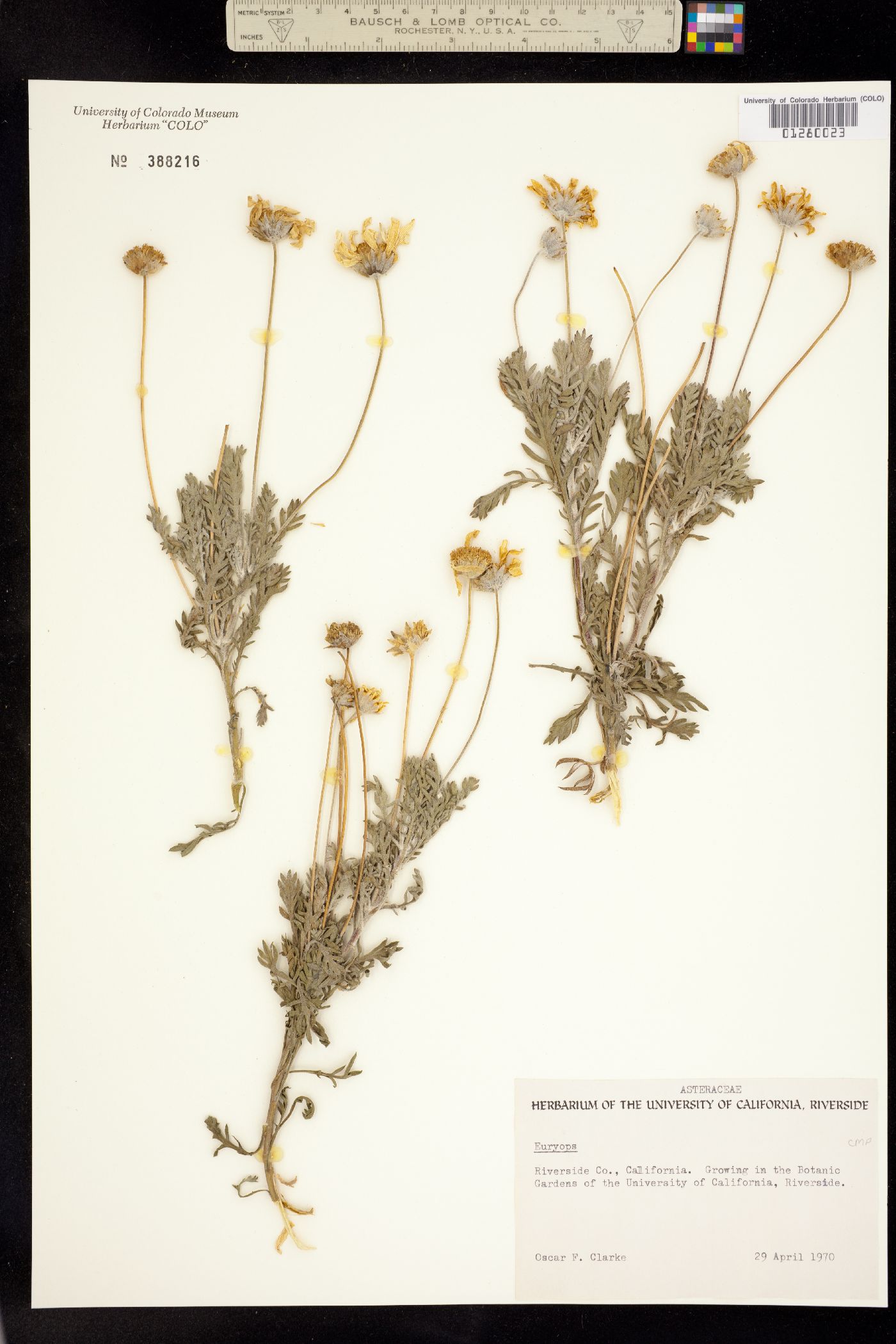 Euryops image