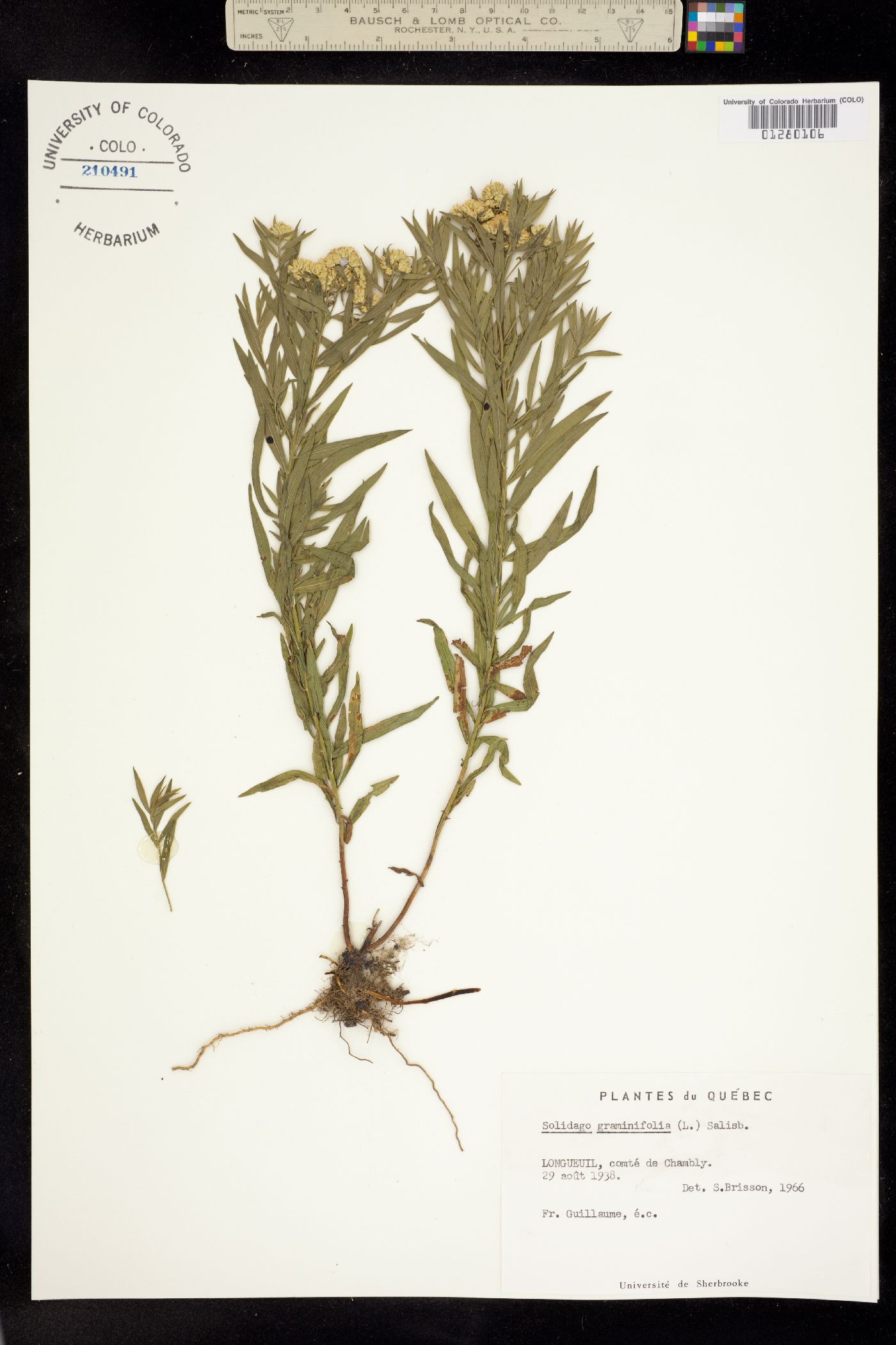 Euthamia graminifolia image