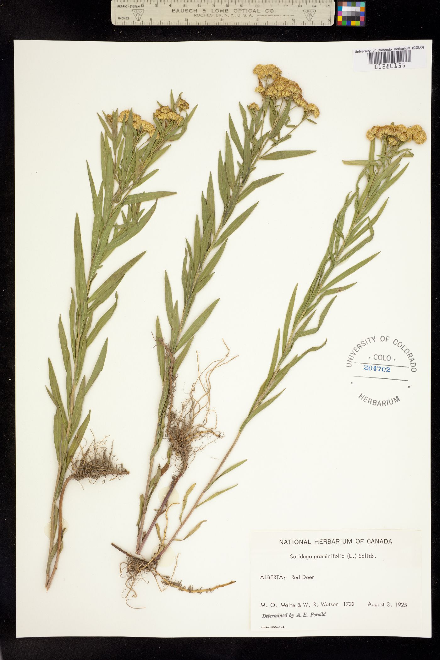 Euthamia graminifolia image