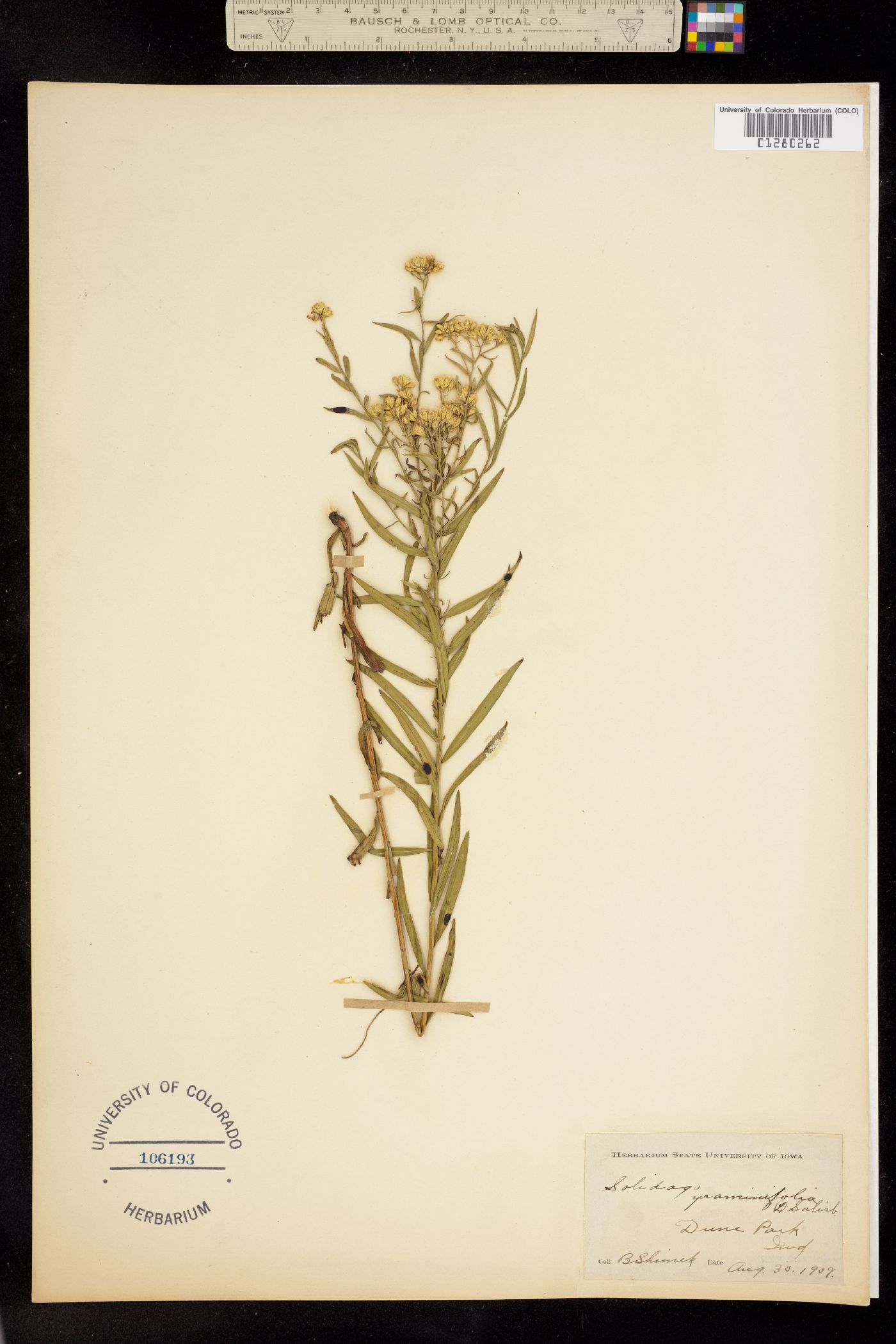 Euthamia graminifolia image