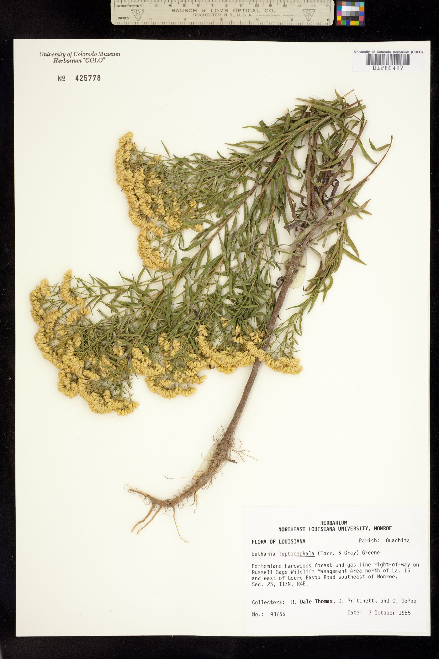 Euthamia leptocephala image