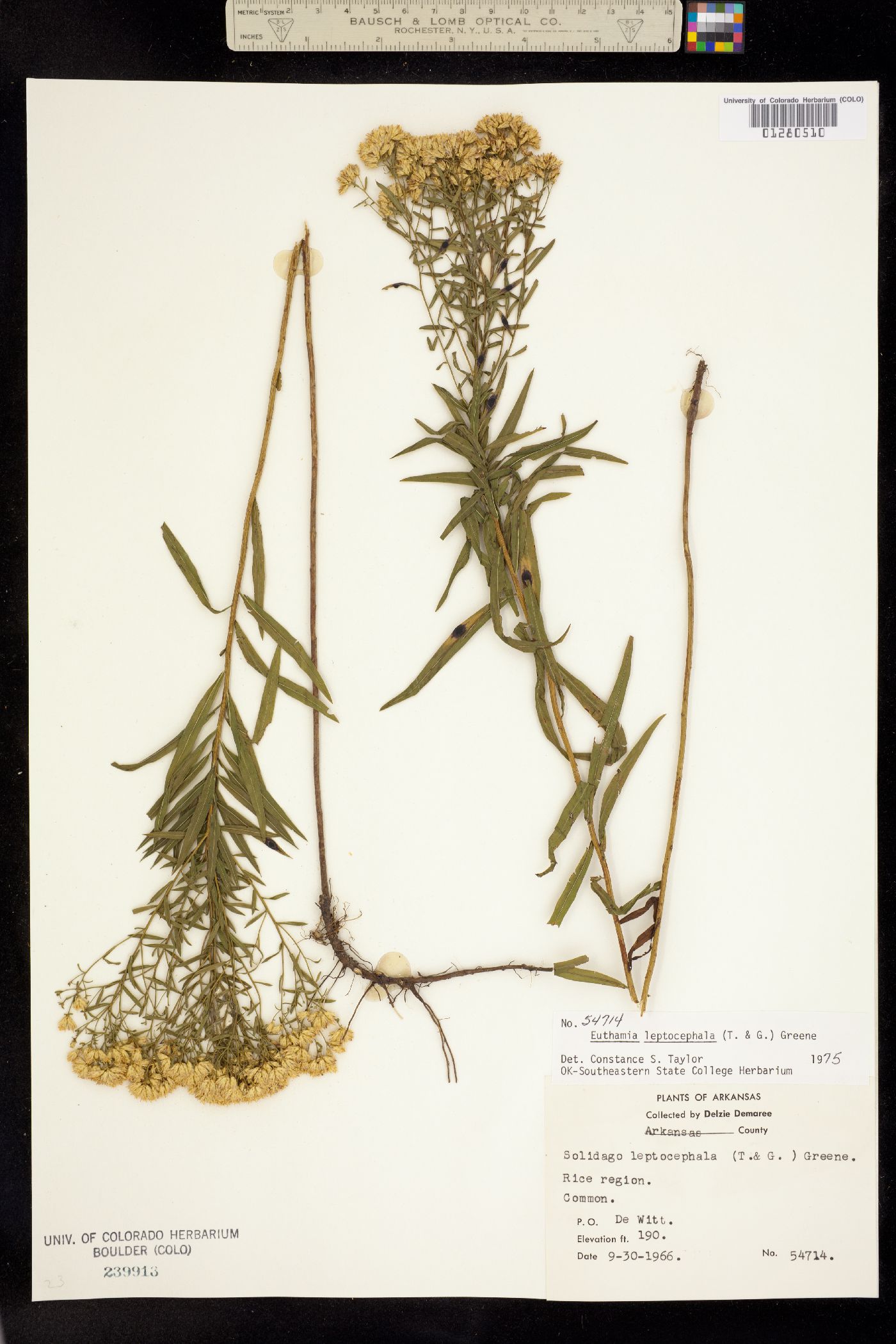 Euthamia leptocephala image