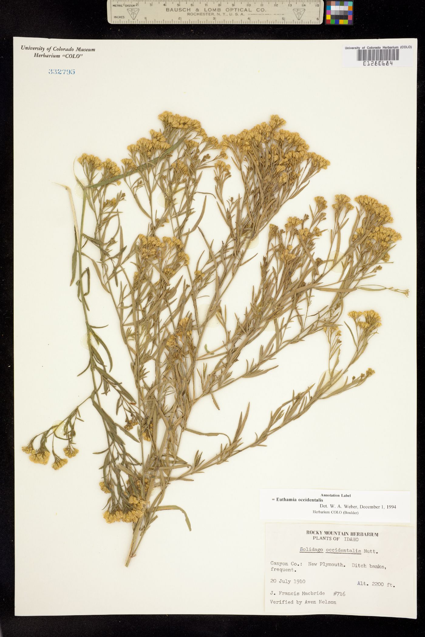 Euthamia occidentalis image