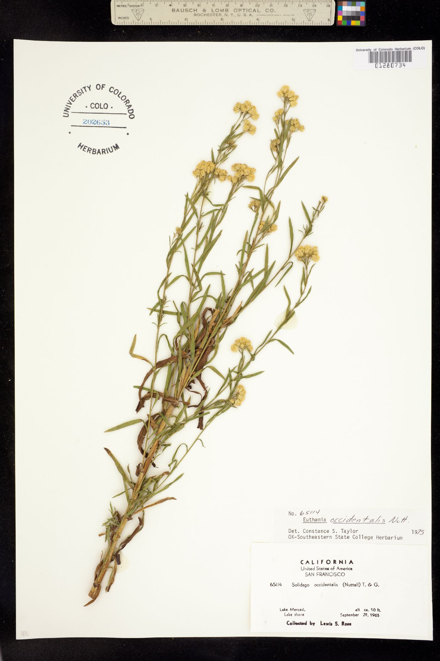Euthamia image
