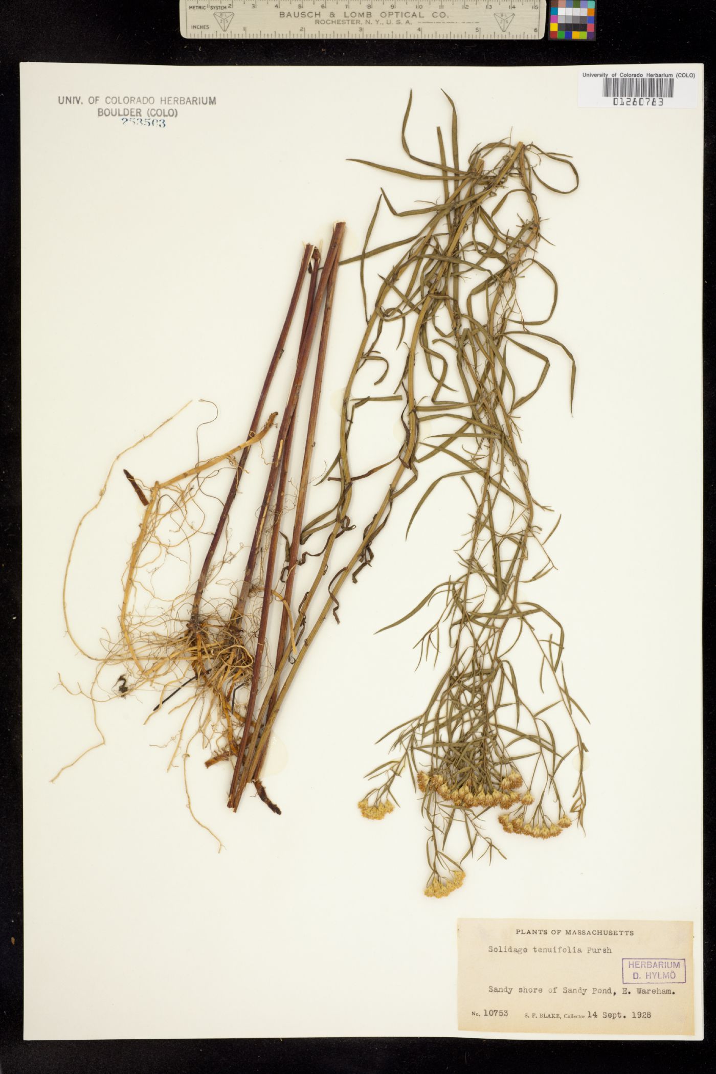 Euthamia graminifolia image
