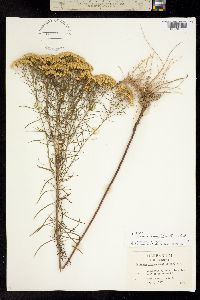Euthamia tenuifolia image