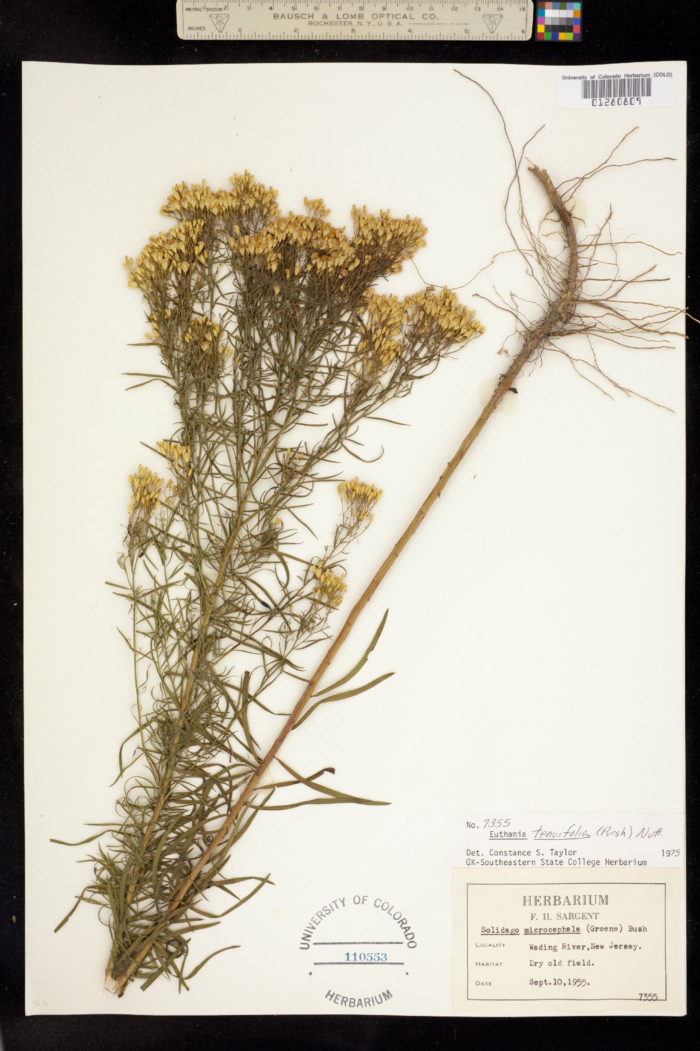 Euthamia graminifolia image