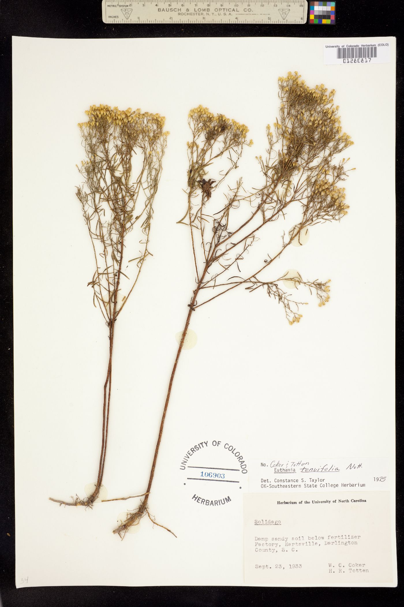 Euthamia graminifolia image