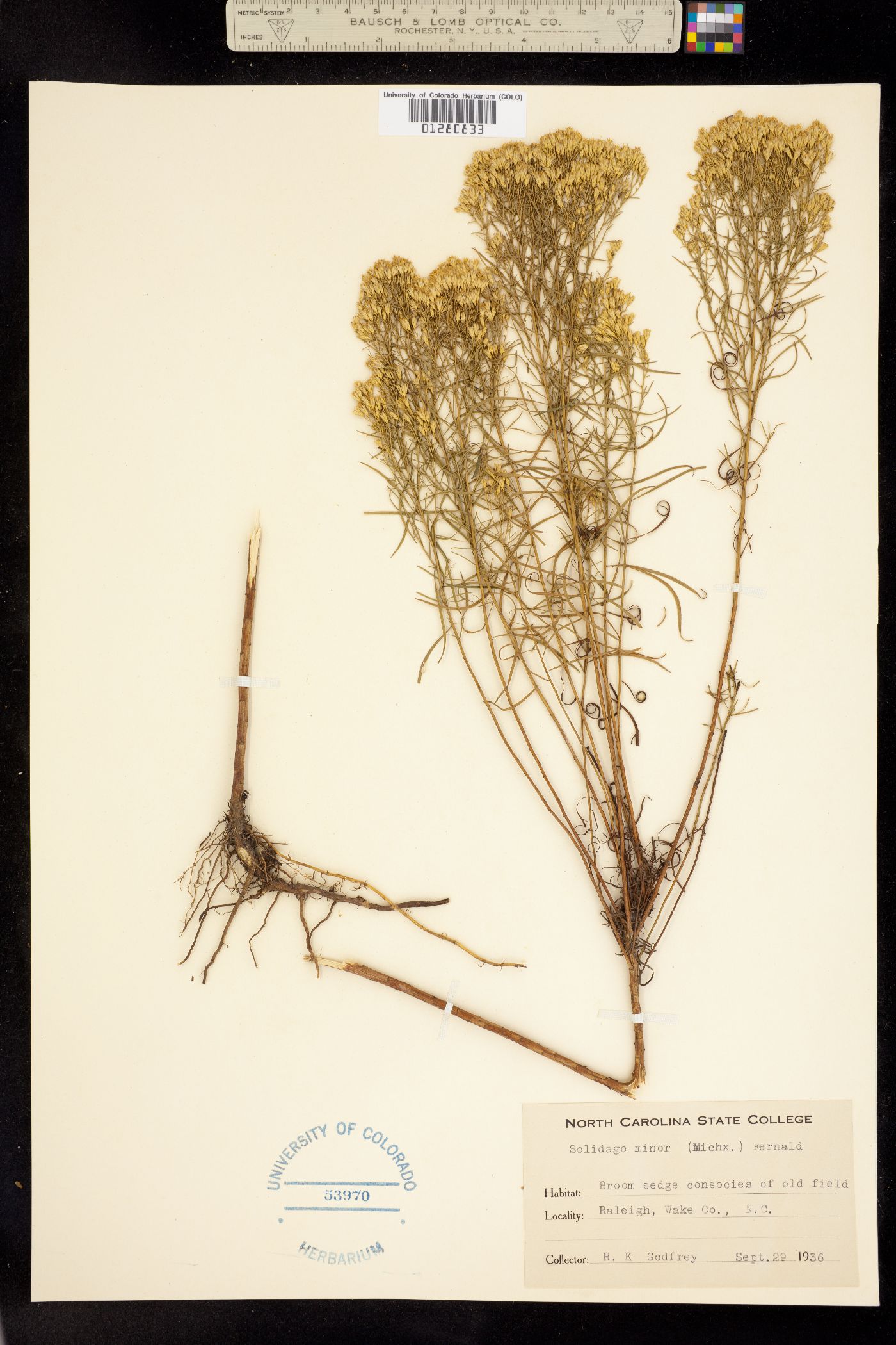 Euthamia graminifolia image