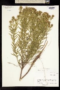 Euthamia camporum image