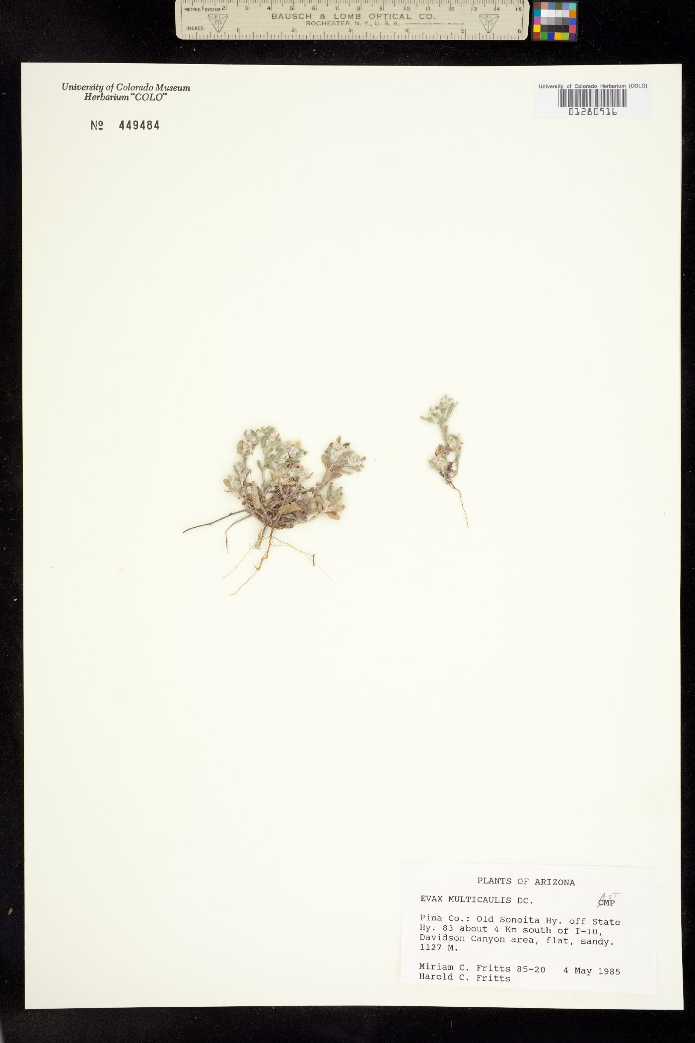 Evax multicaulis image