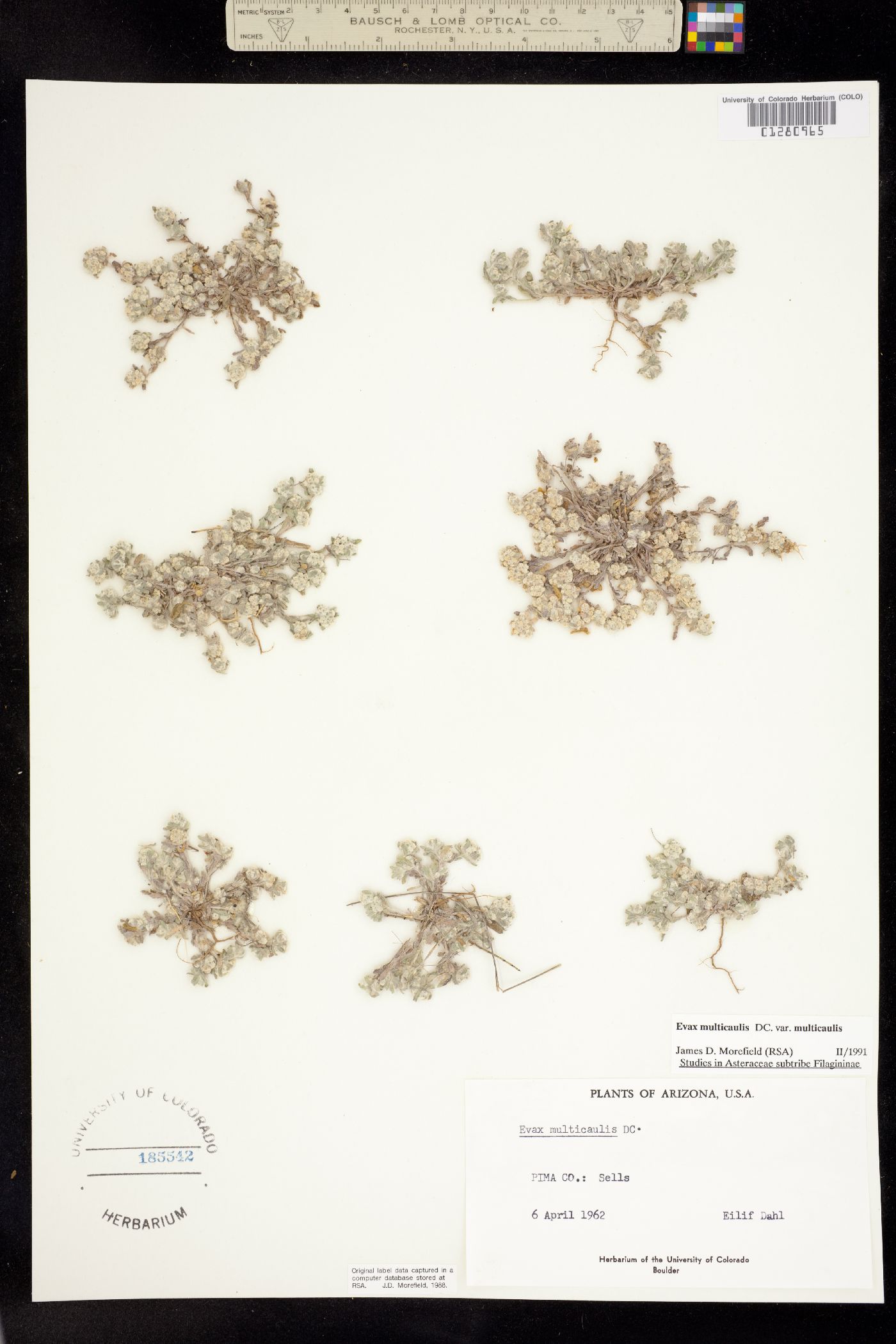 Evax multicaulis image
