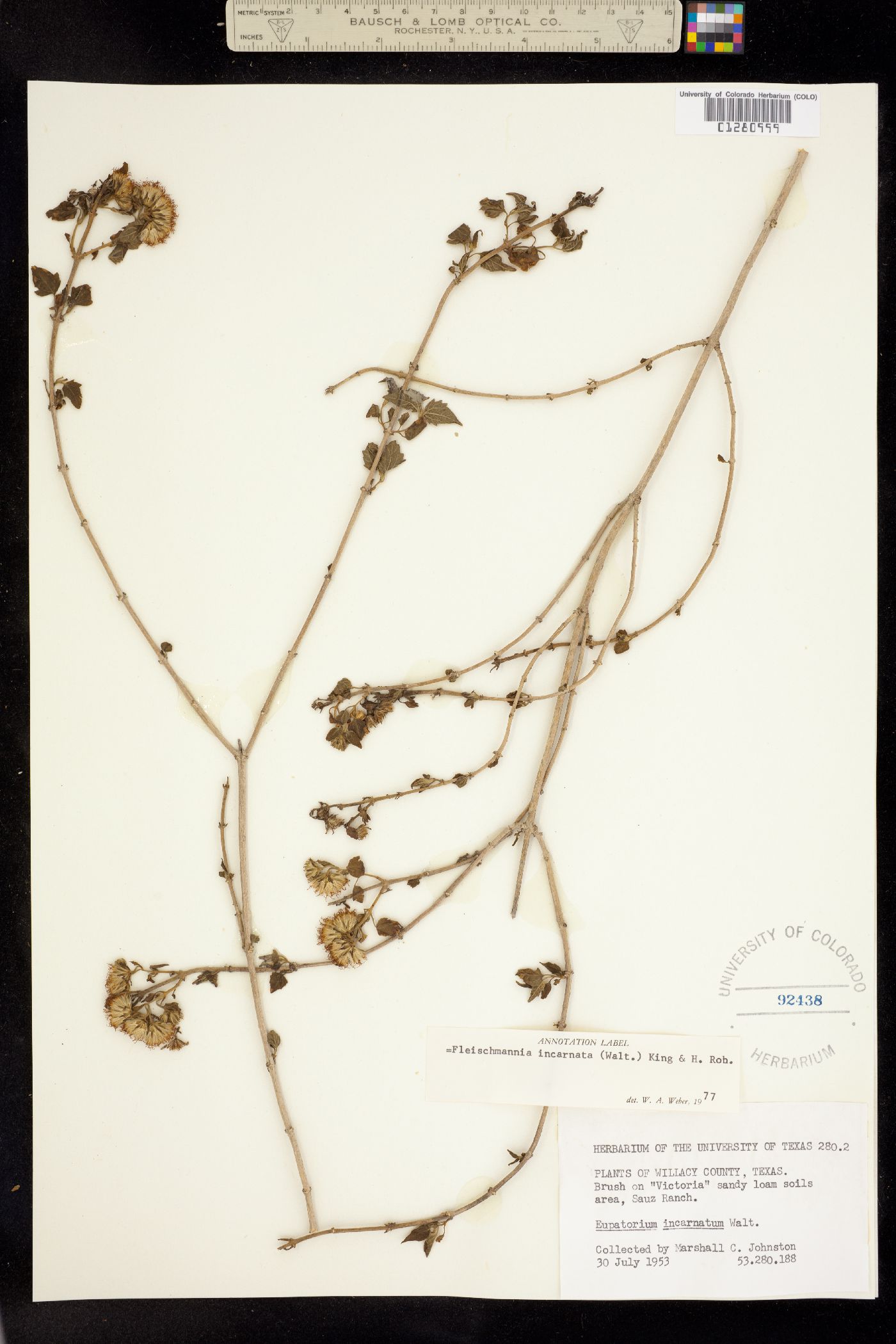 Fleischmannia incarnata image