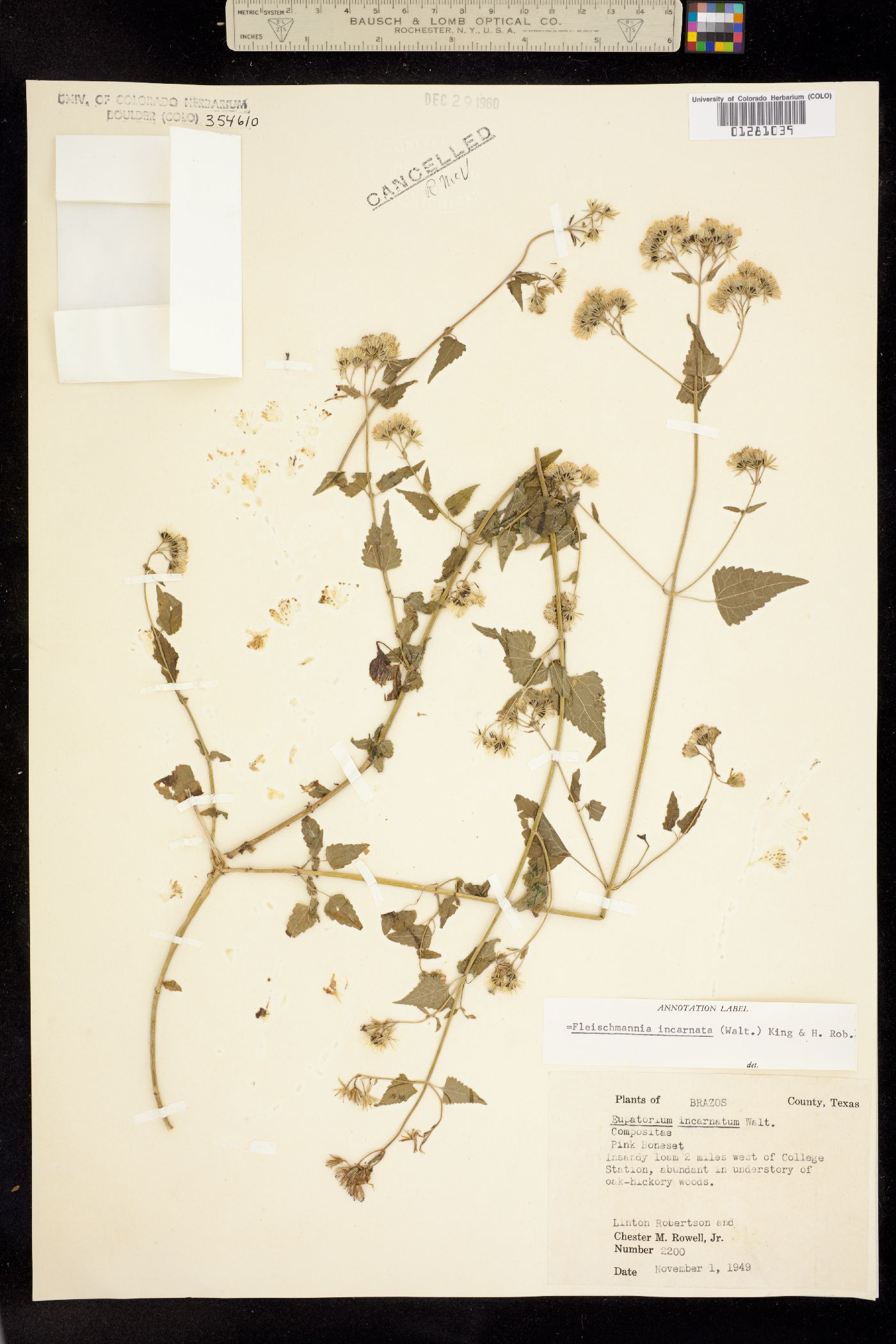 Fleischmannia incarnata image