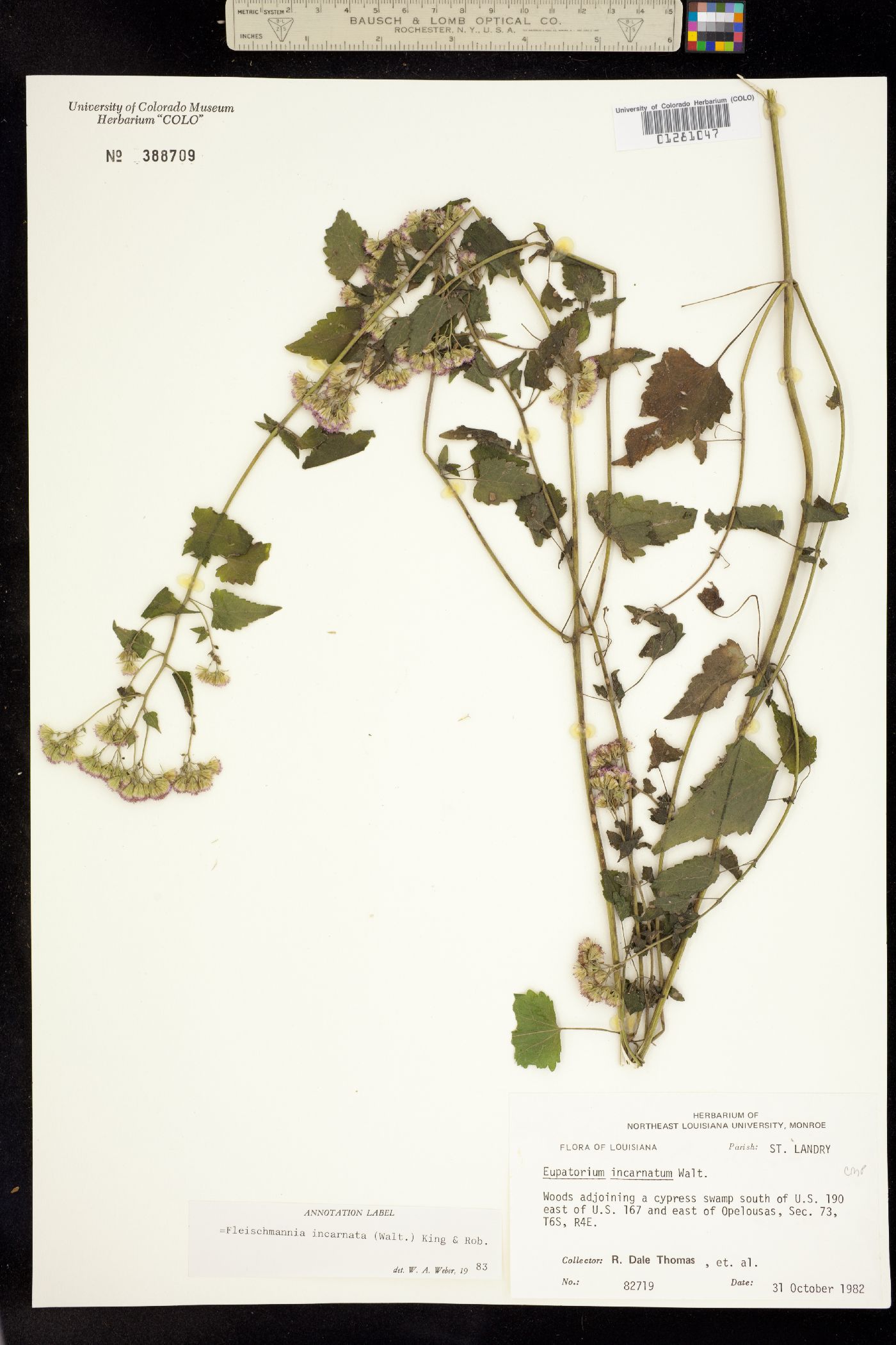 Fleischmannia incarnata image
