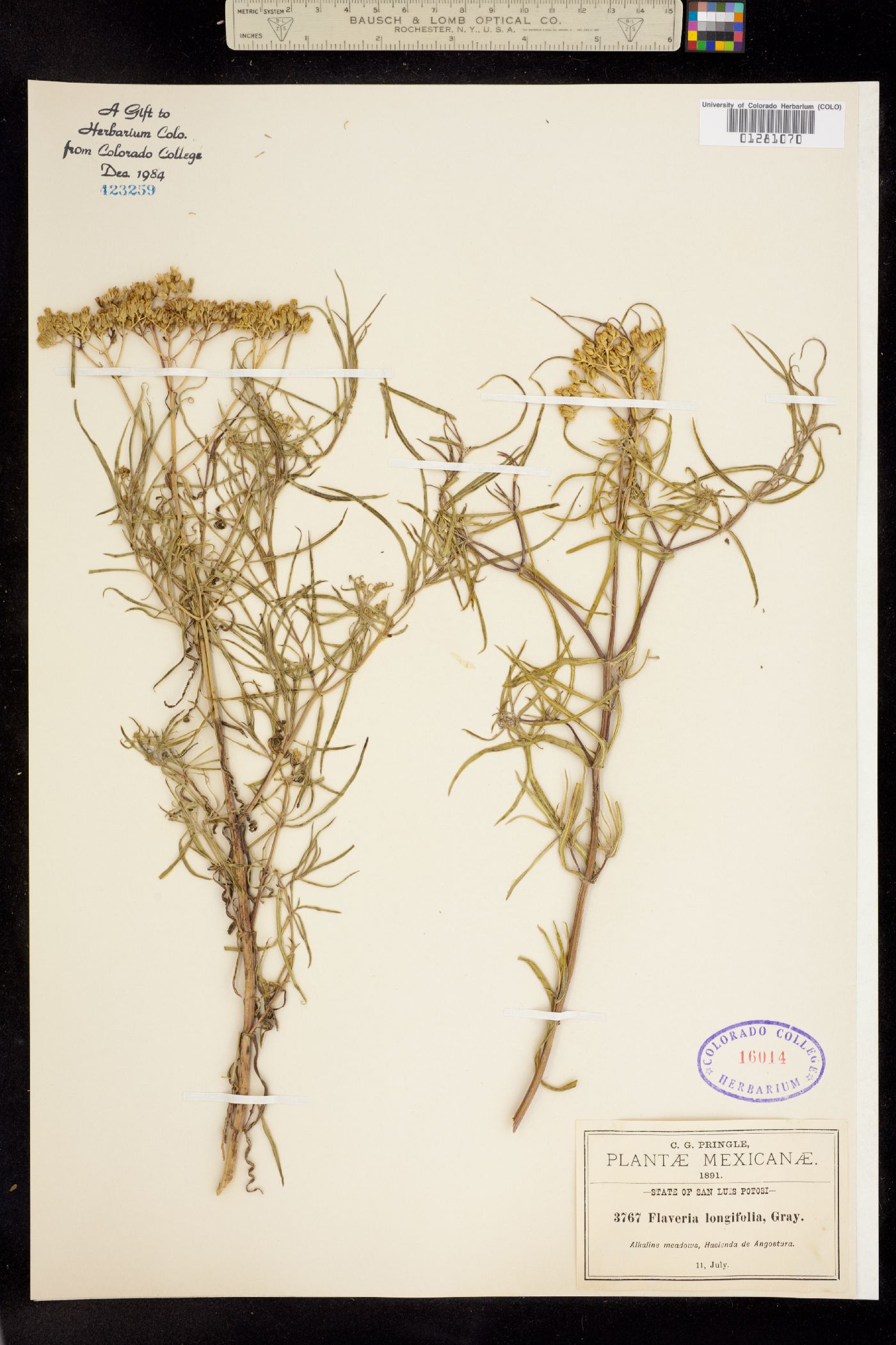 Flaveria longifolia image