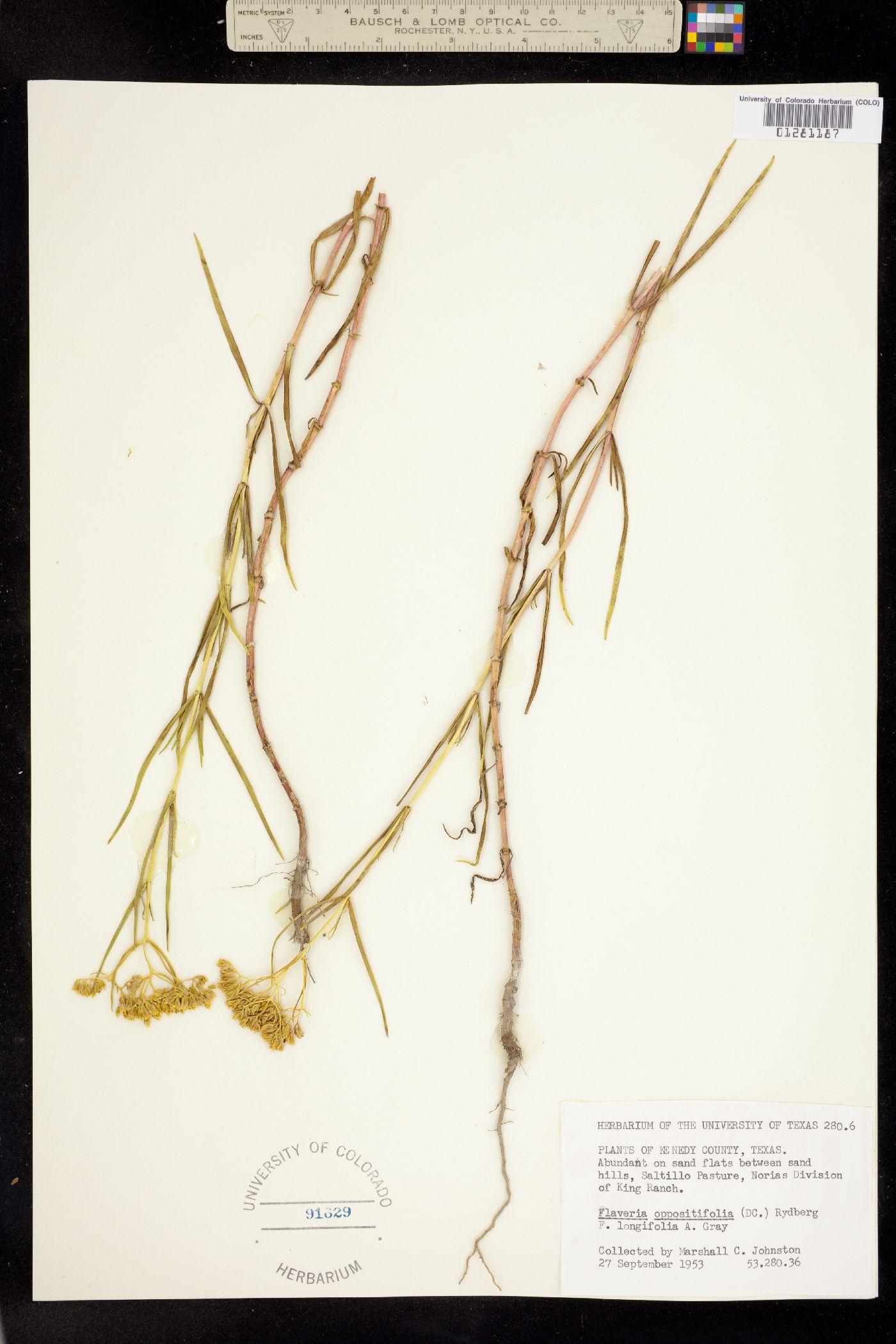 Flaveria brownii image