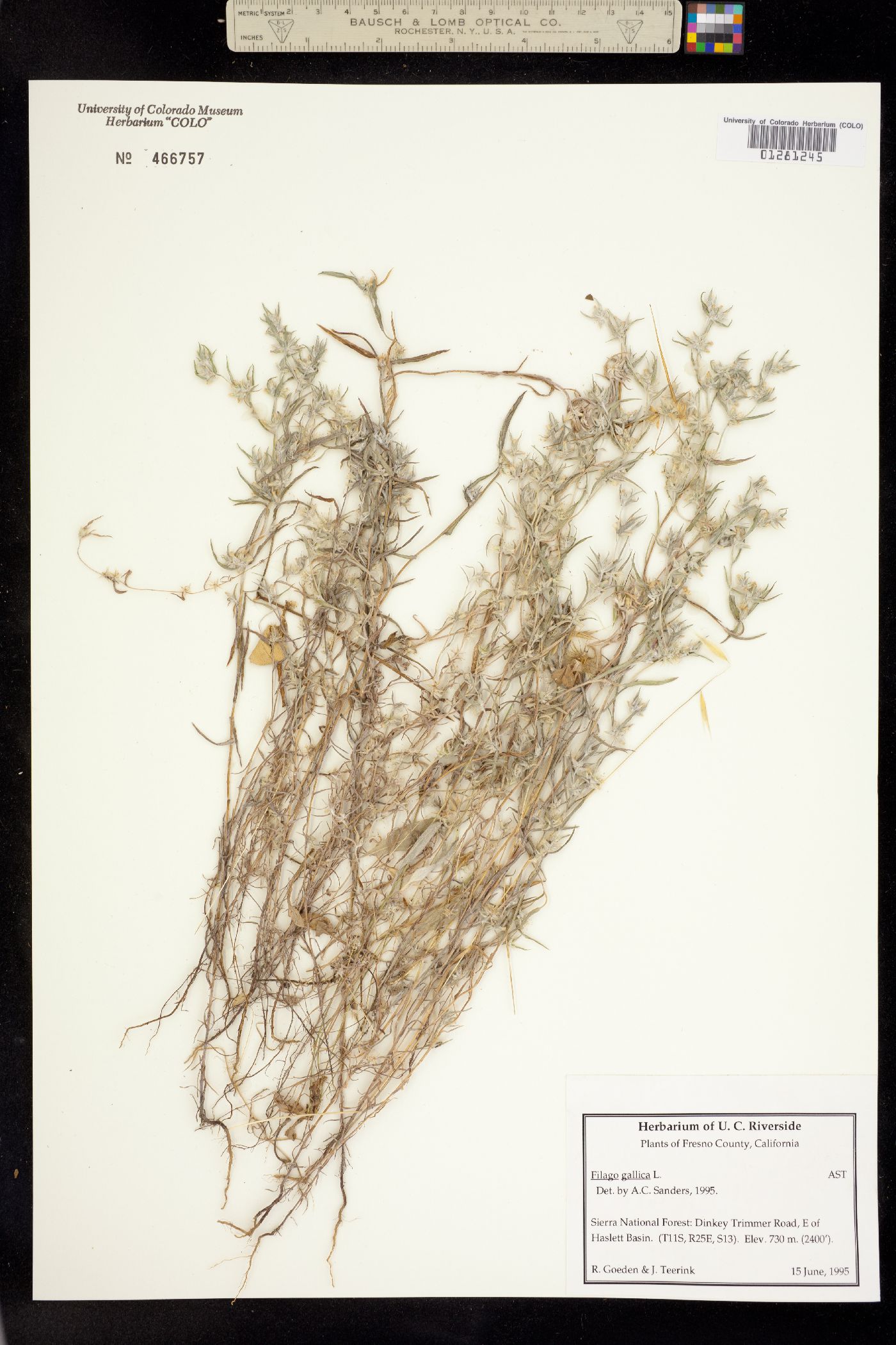 Logfia gallica image