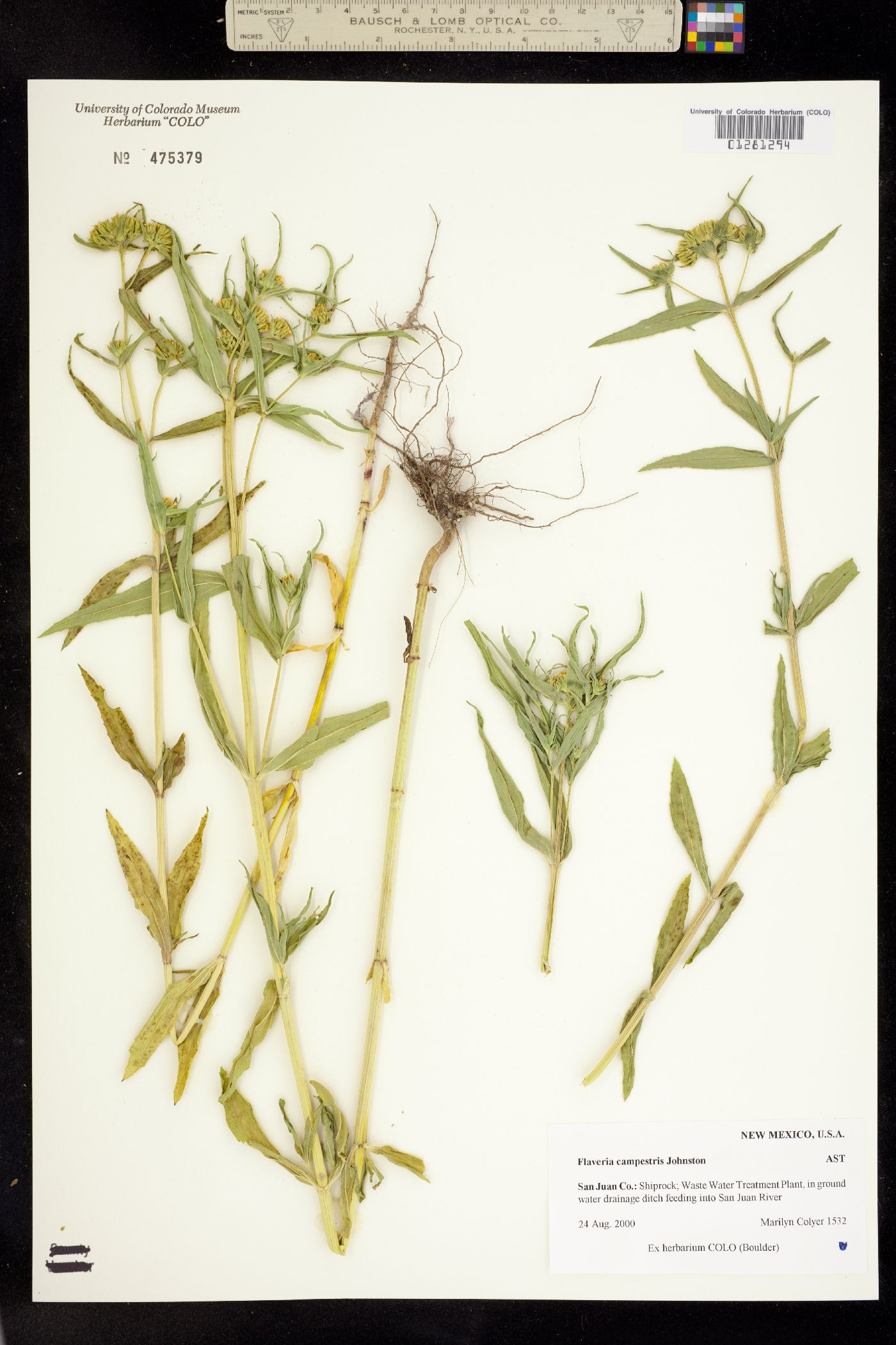 Flaveria campestris image