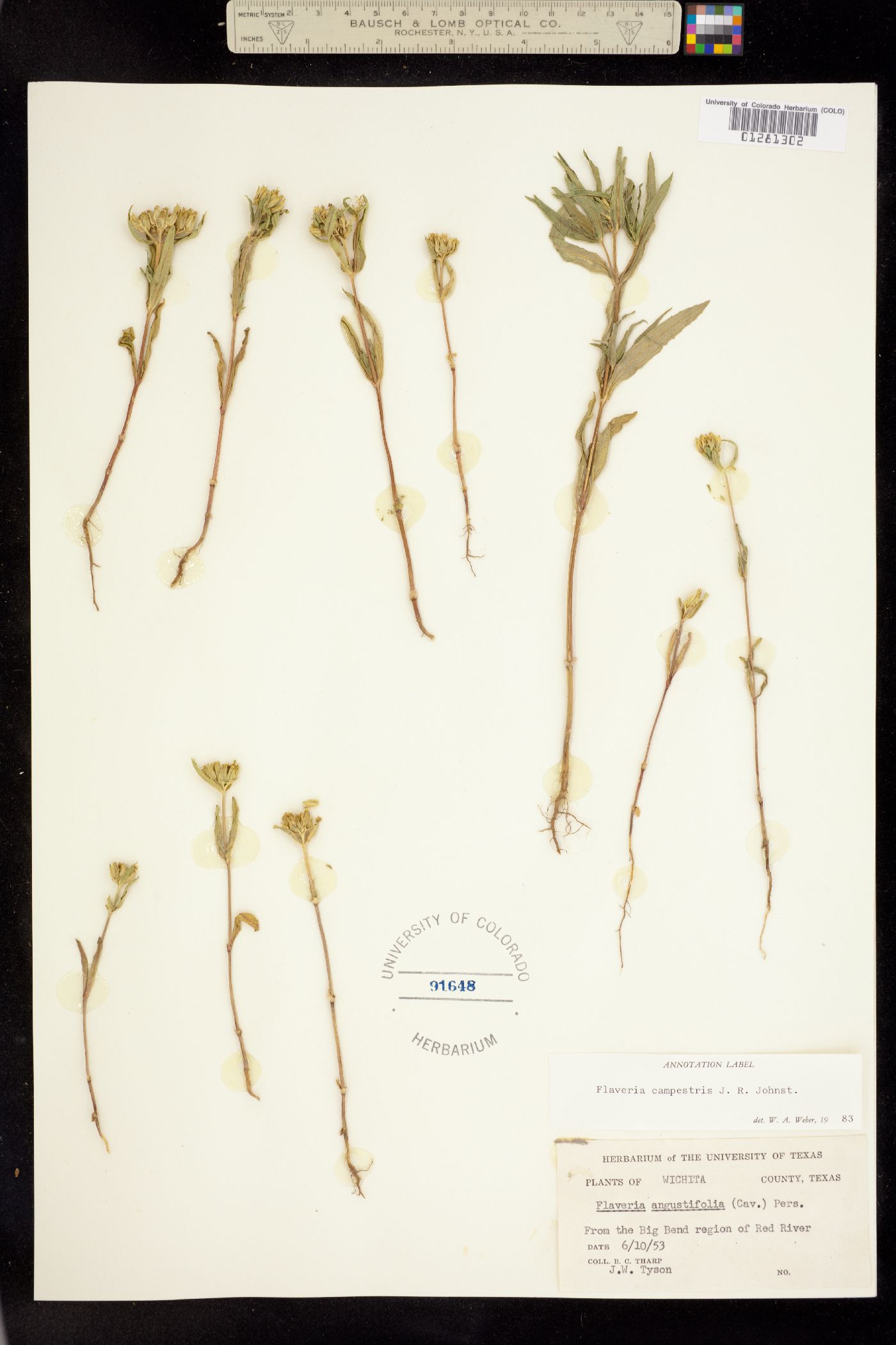 Flaveria campestris image