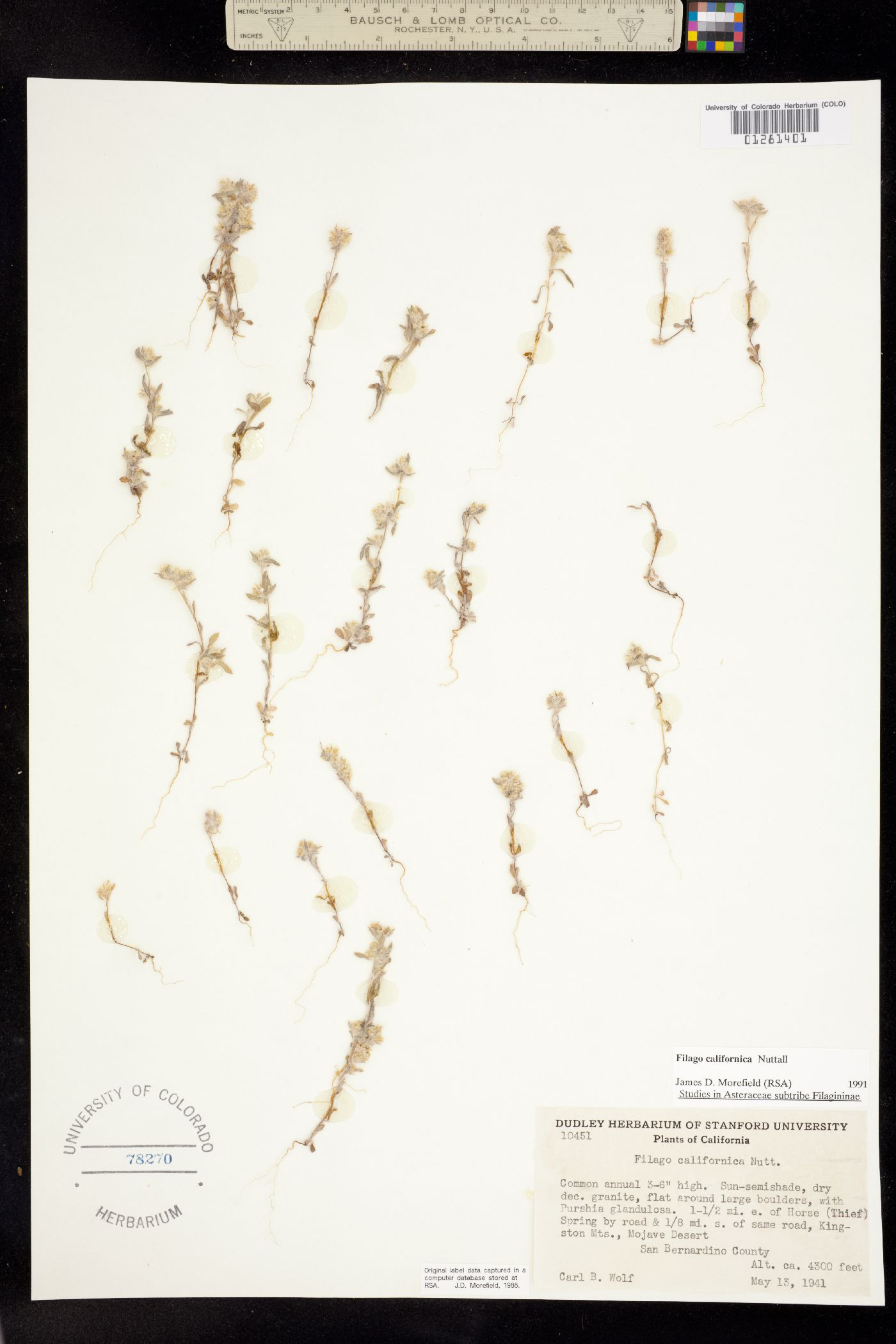 Logfia filaginoides image