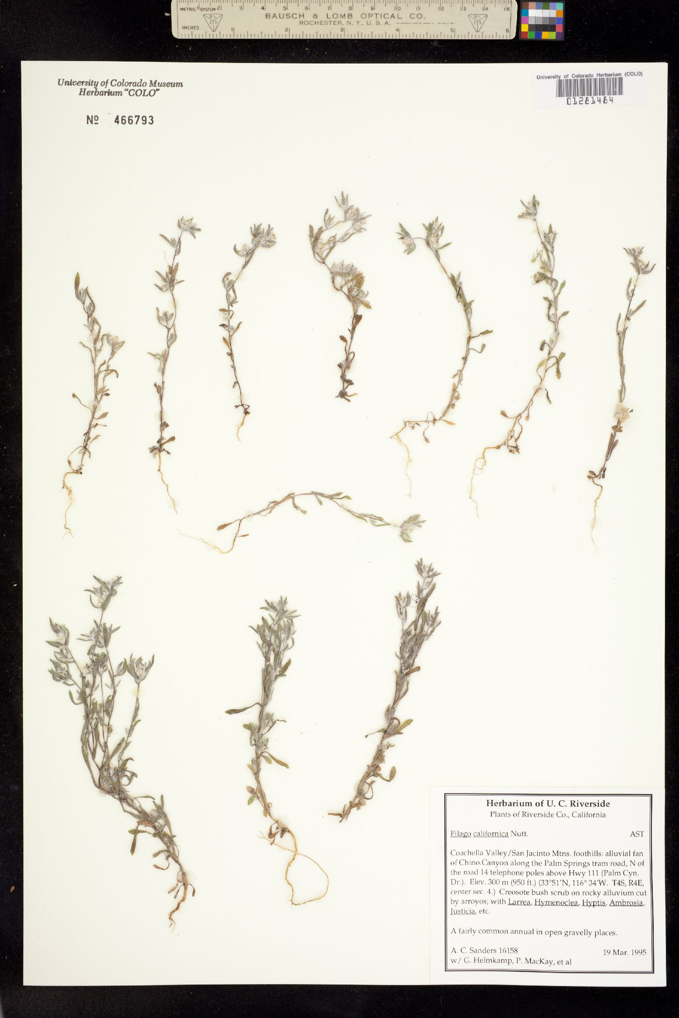 Logfia filaginoides image
