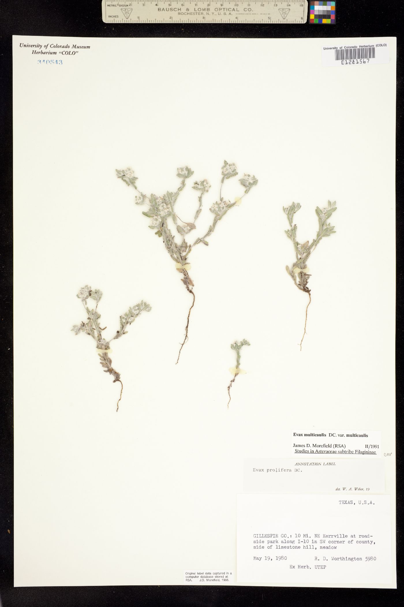 Evax multicaulis image