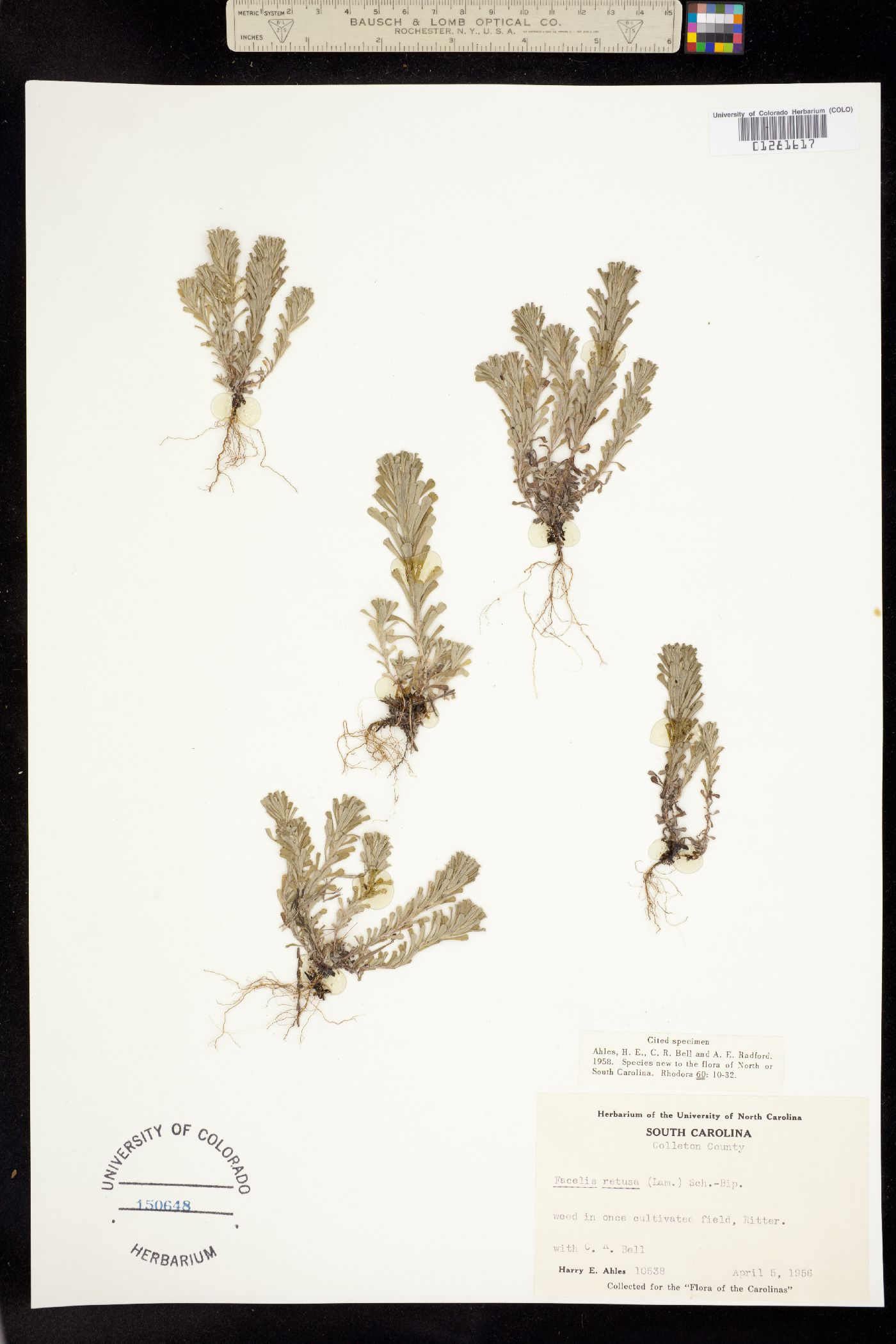 Facelis retusa image