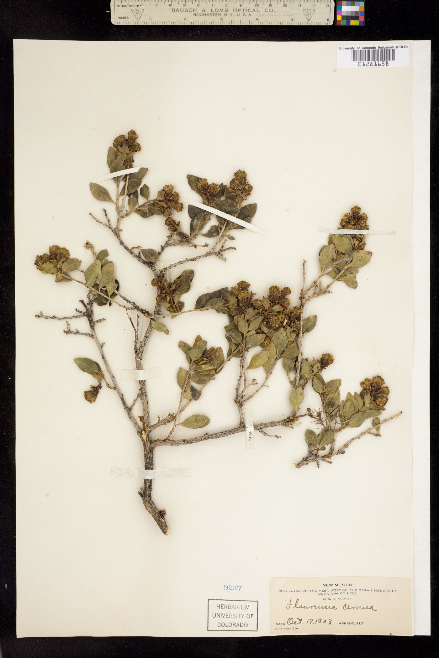 Flourensia cernua image