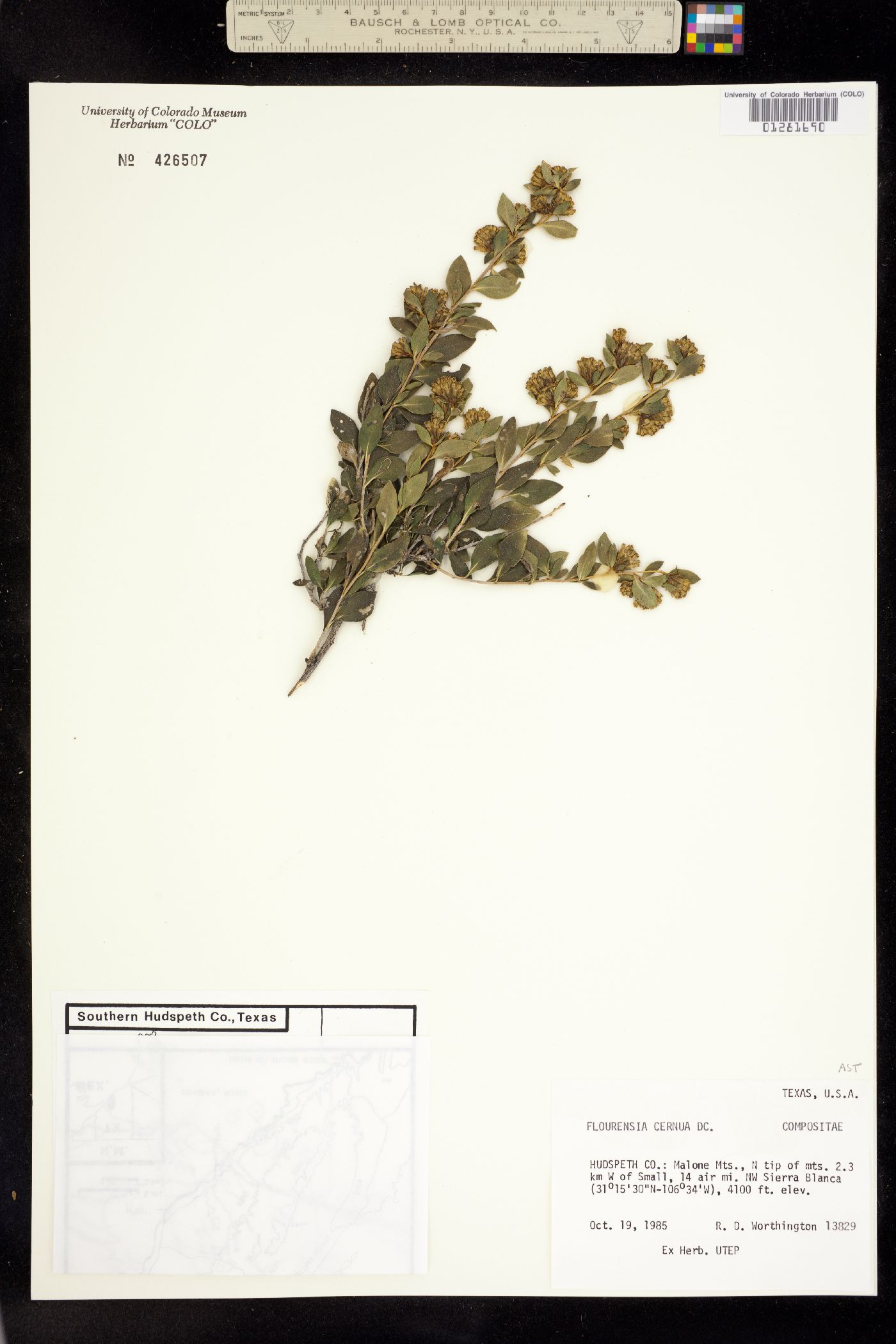 Flourensia cernua image