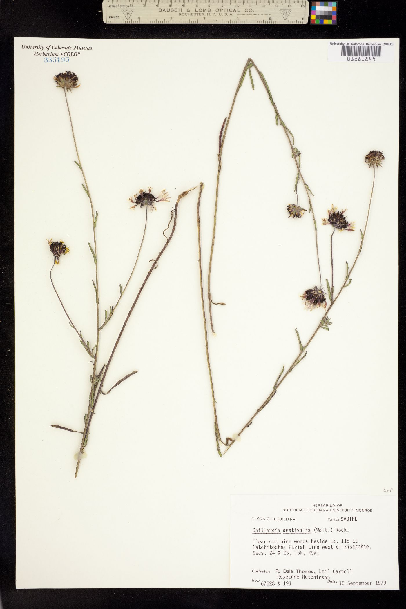 Gaillardia aestivalis image