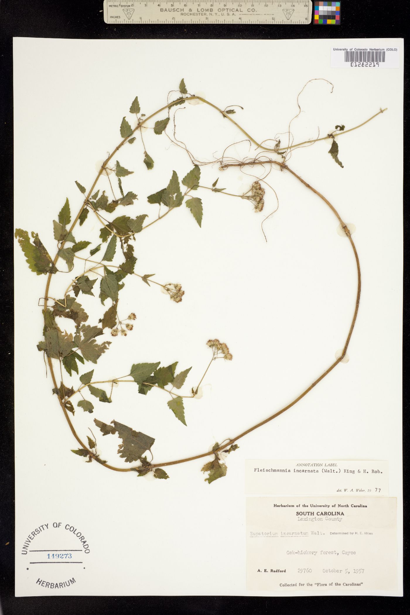 Fleischmannia incarnata image