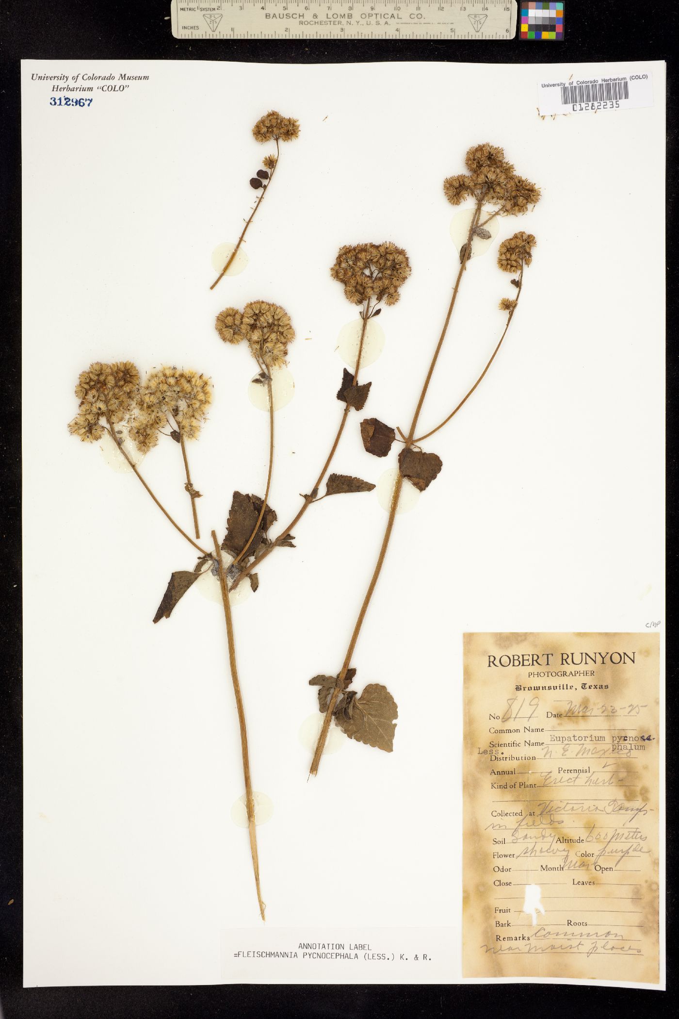 Fleischmannia pycnocephala image