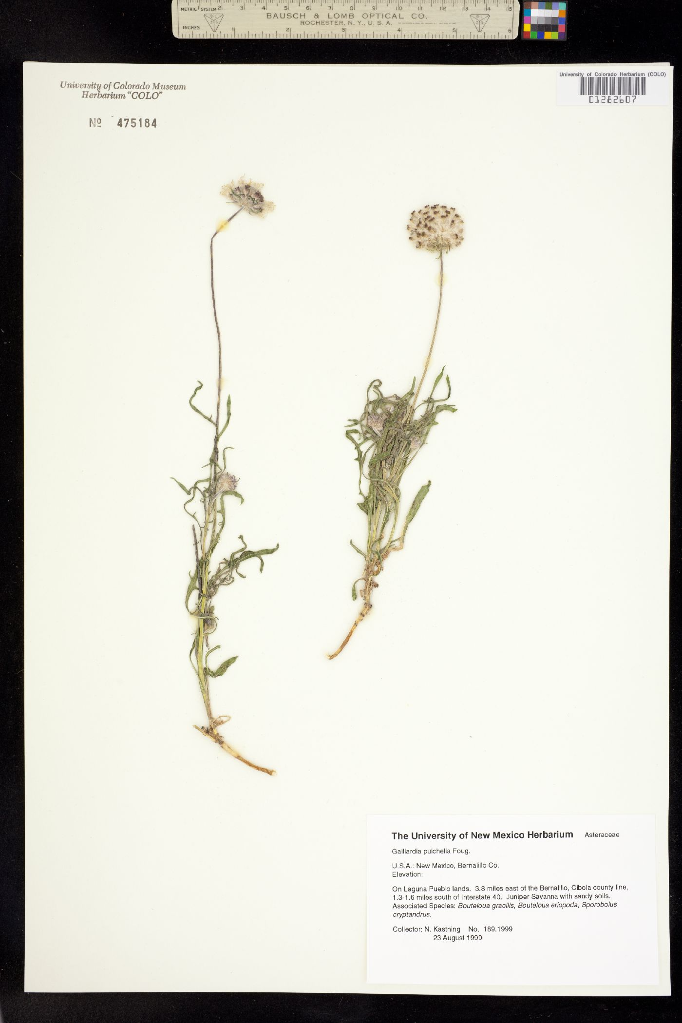 Gaillardia pulchella image