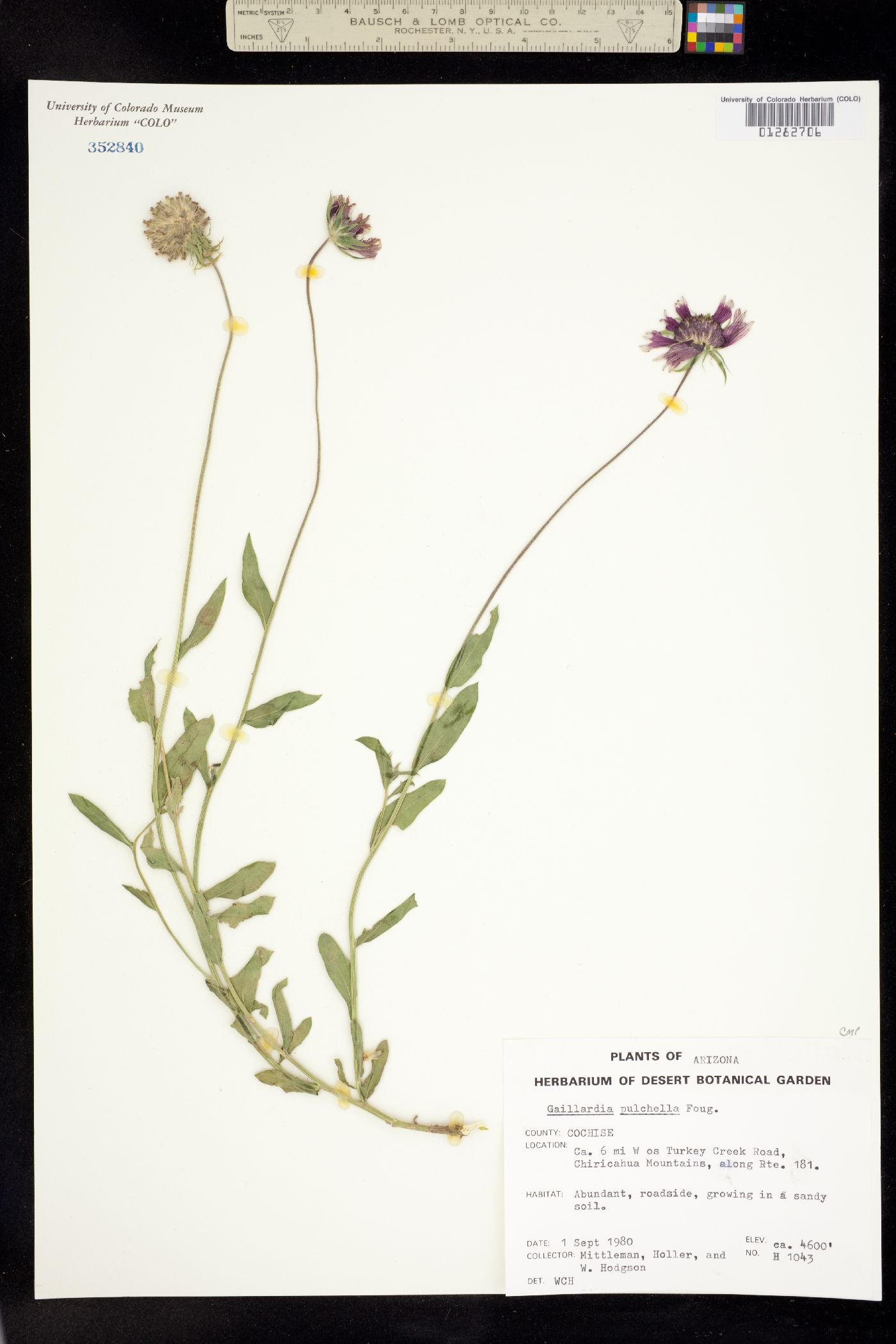 Gaillardia pulchella image