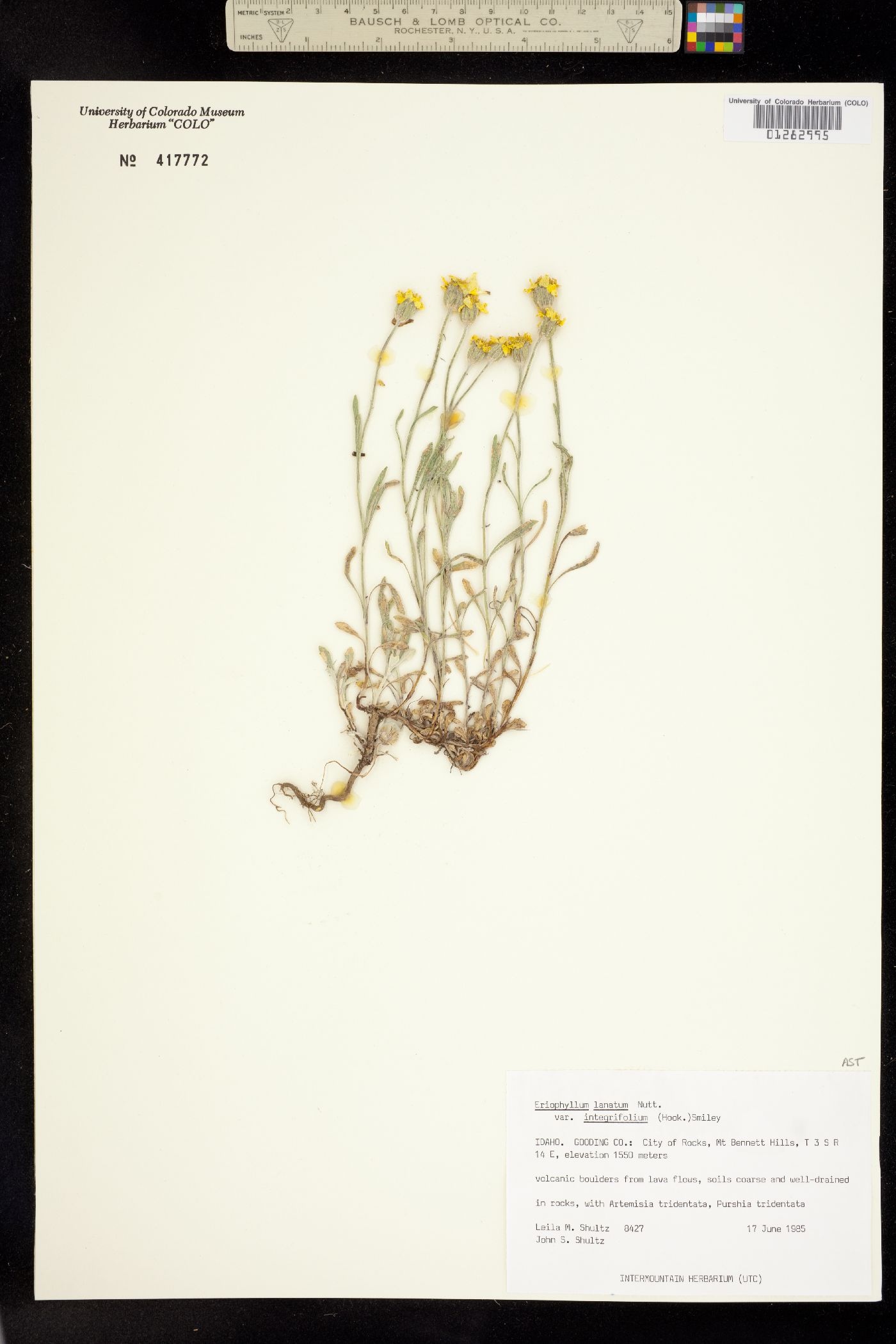 Eriophyllum lanatum var. integrifolium image