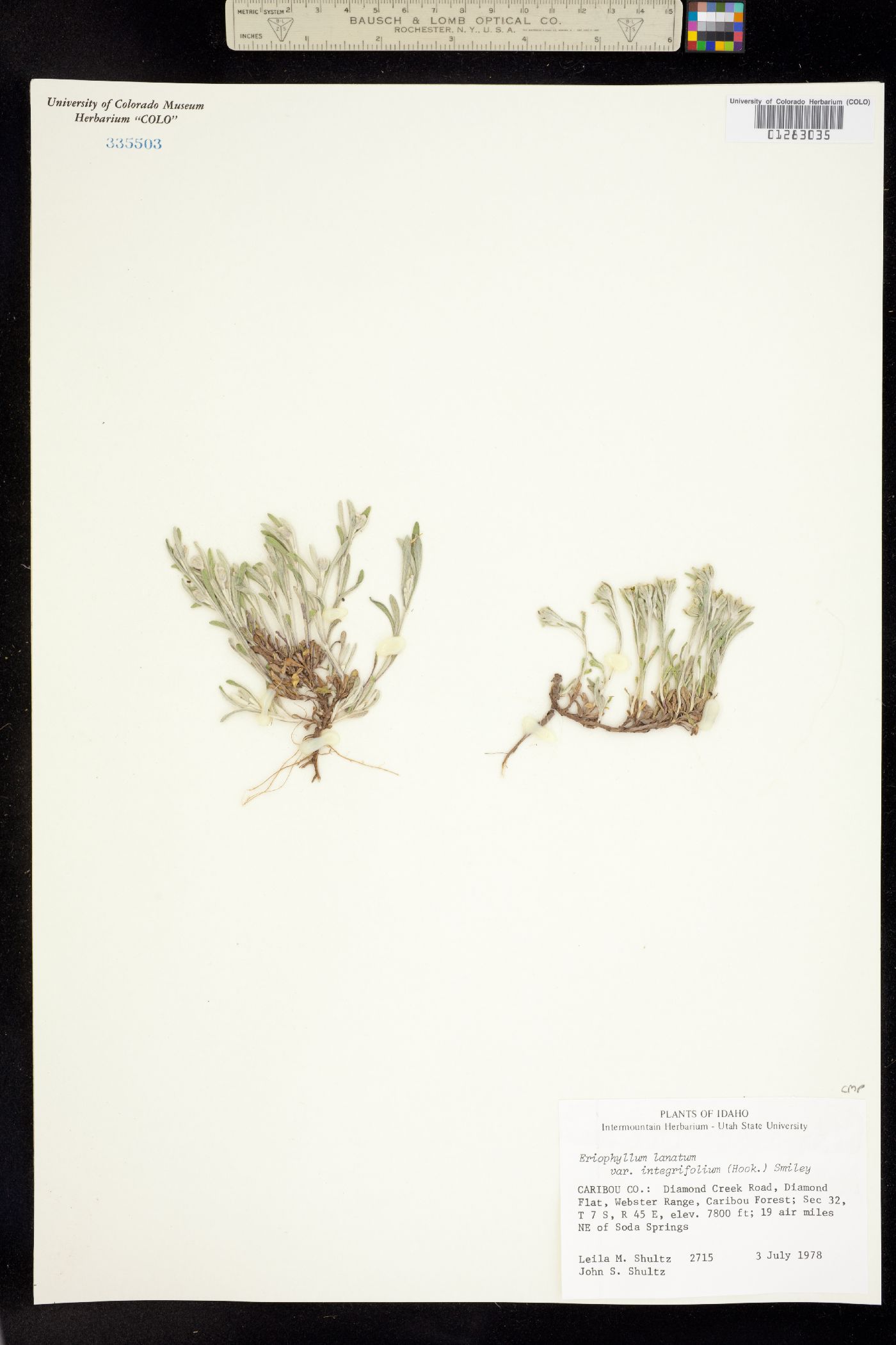 Eriophyllum lanatum var. integrifolium image