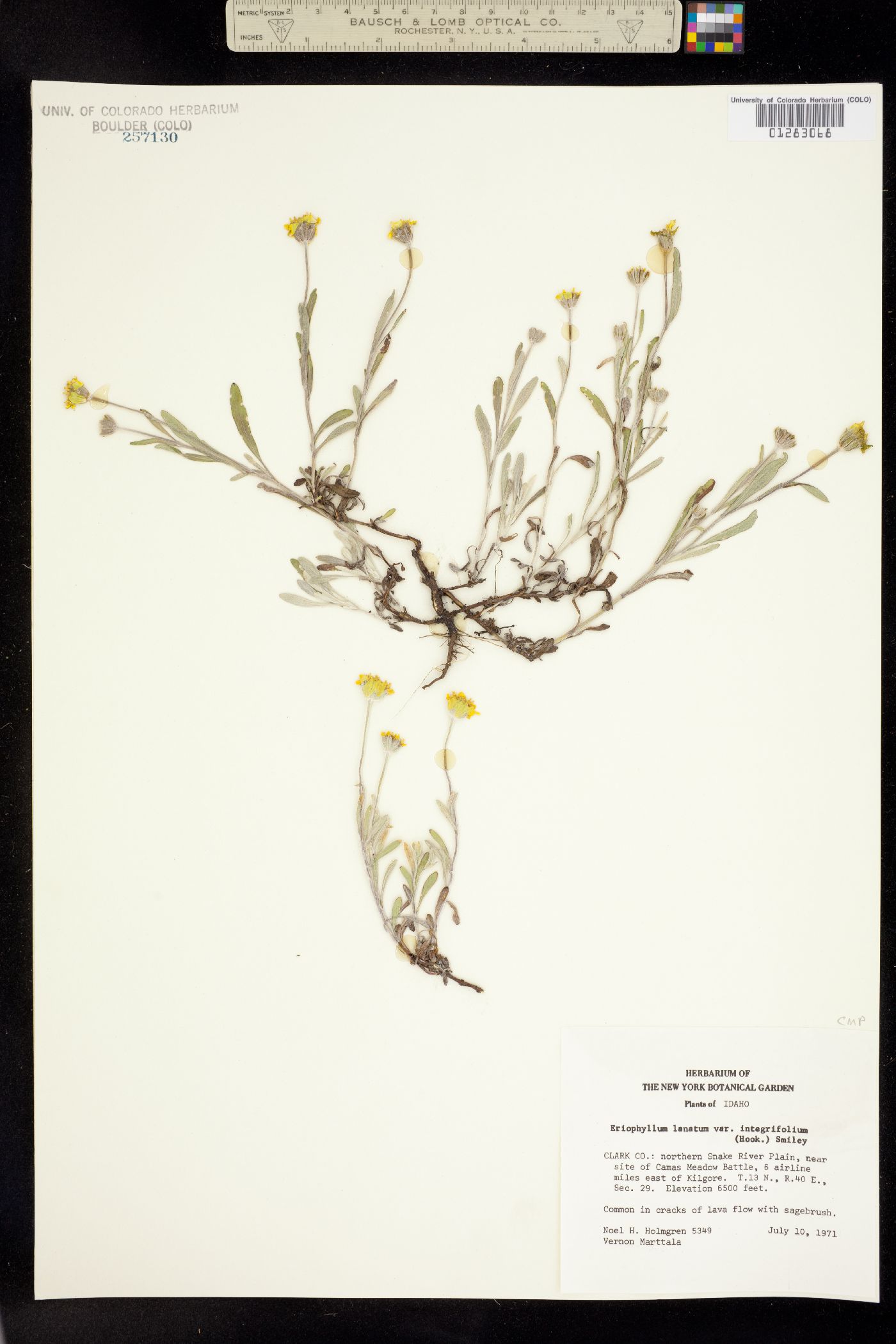 Eriophyllum lanatum var. integrifolium image