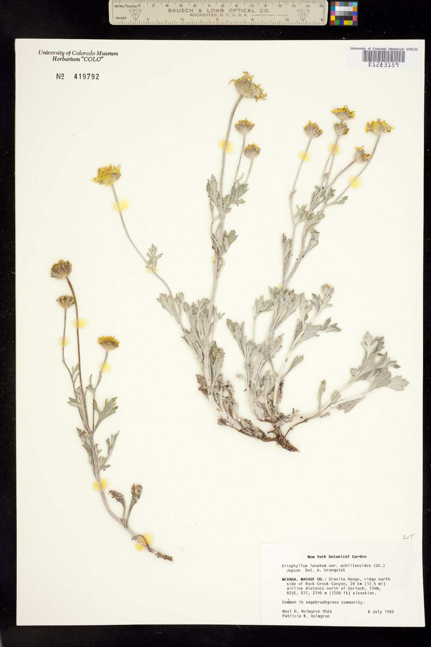 Eriophyllum lanatum image